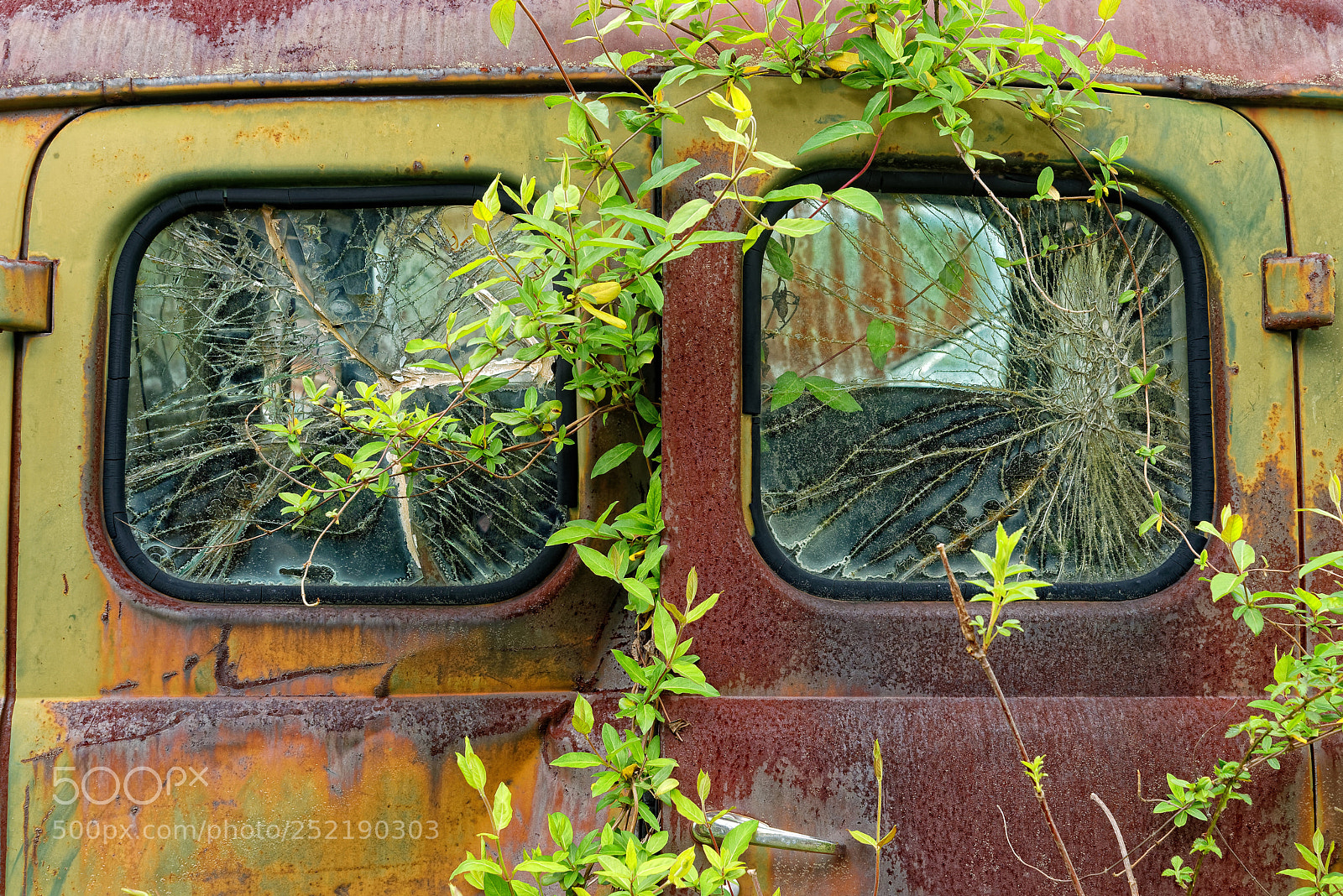 Nikon D800E sample photo. Green photography