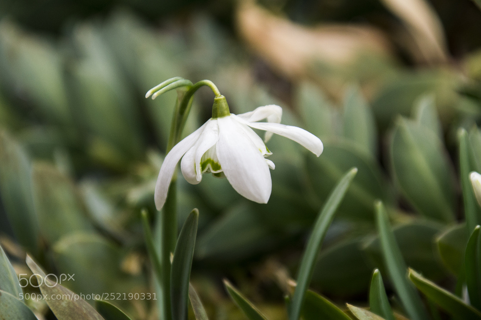 Nikon D3100 sample photo. Snowdrop photography