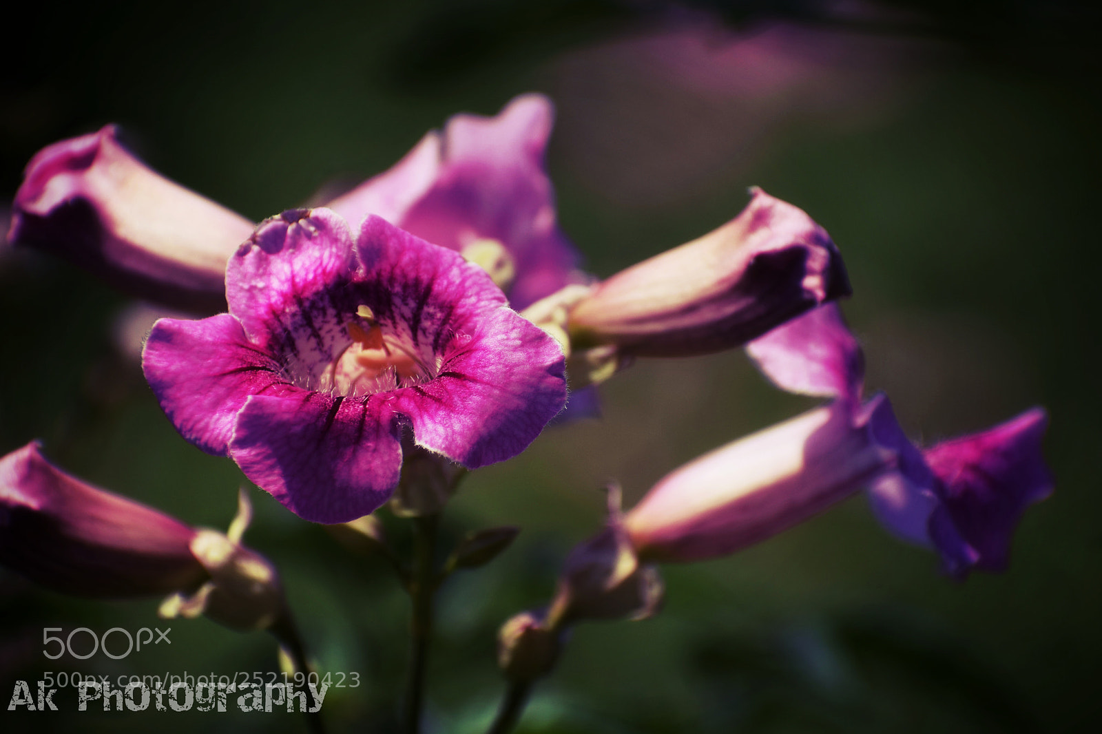 Nikon D3300 sample photo. Petals photography