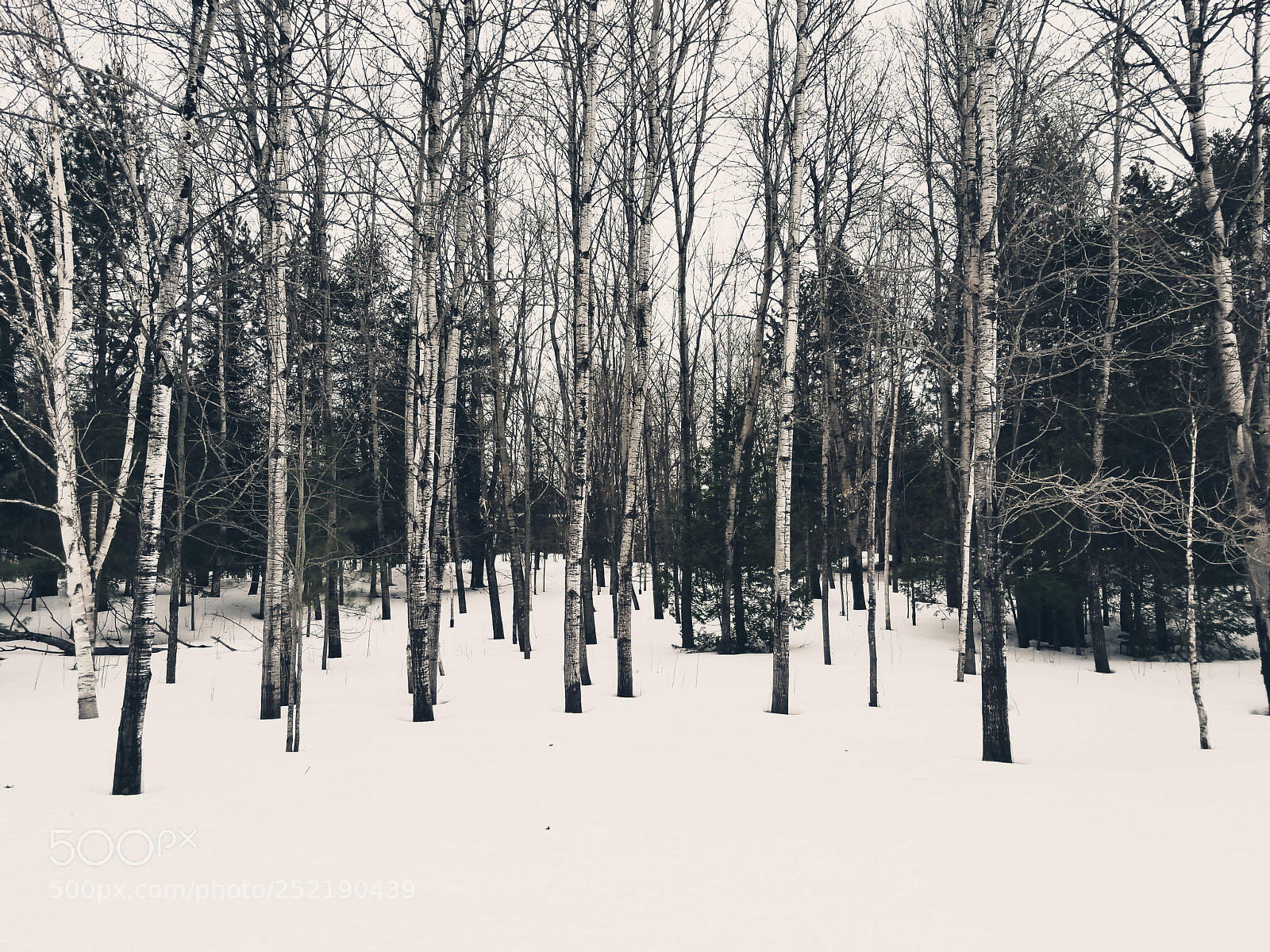Samsung Galaxy S8 sample photo. Waiting for spring photography