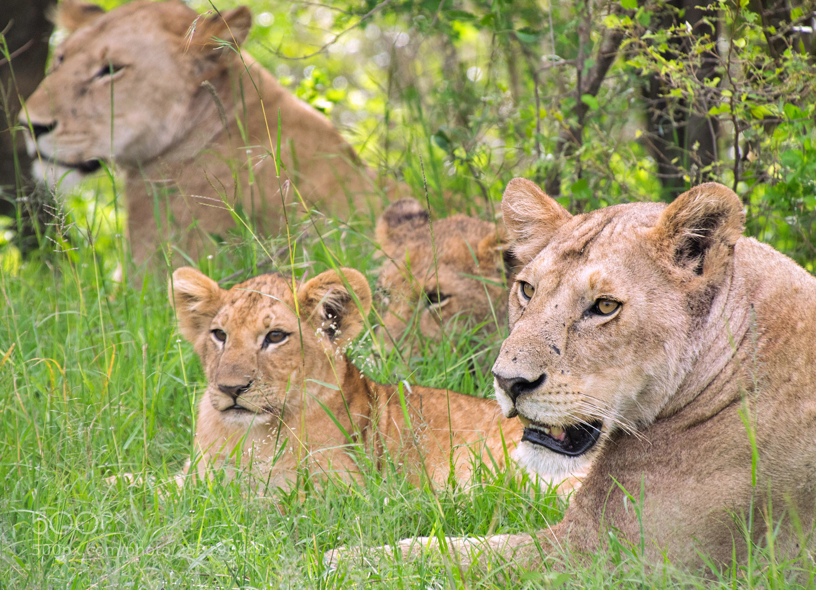 Nikon D5300 sample photo. Lions  photography
