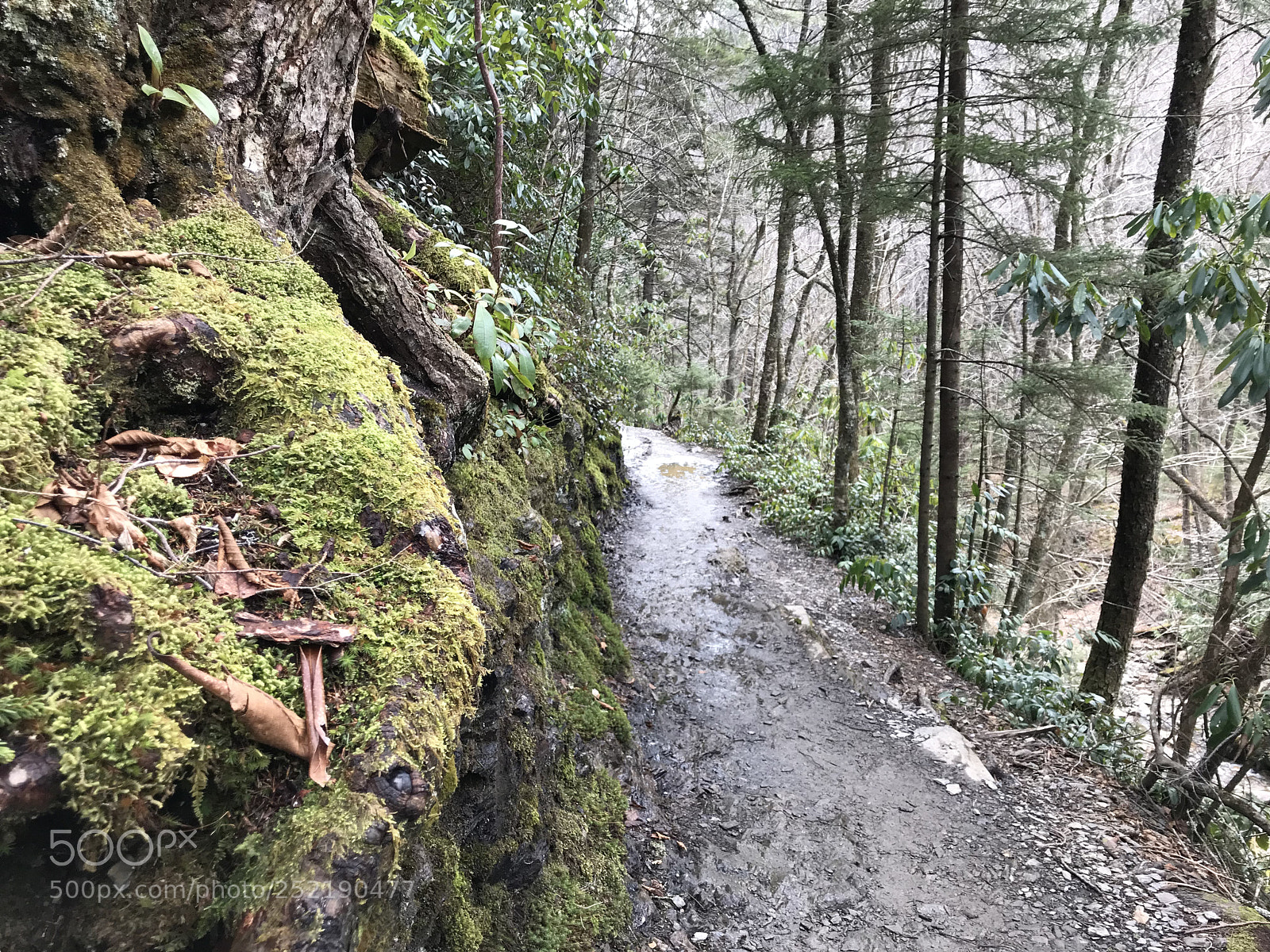 Apple iPhone 7 sample photo. Trail photography