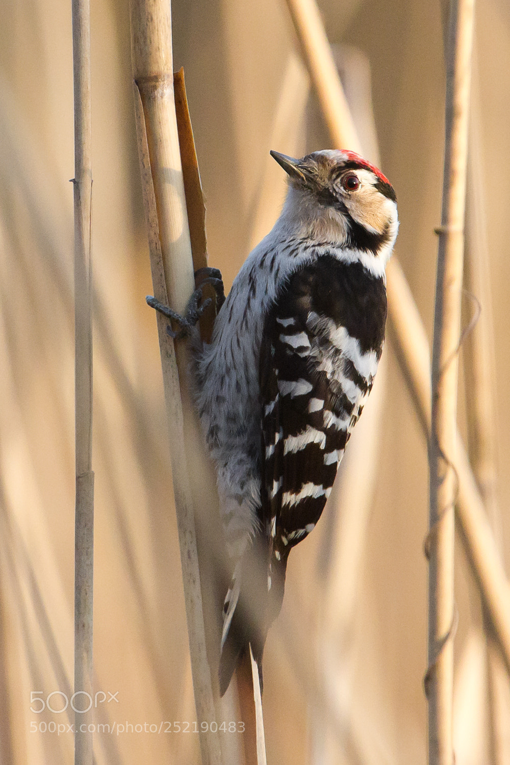 Canon EOS 7D sample photo. Lesser spotted woodpecker photography