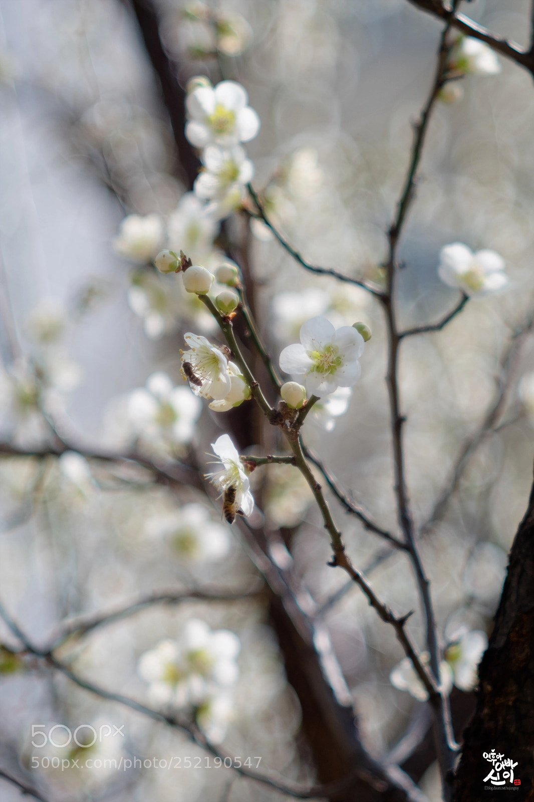 Fujifilm X-T2 sample photo. Plum & bee photography