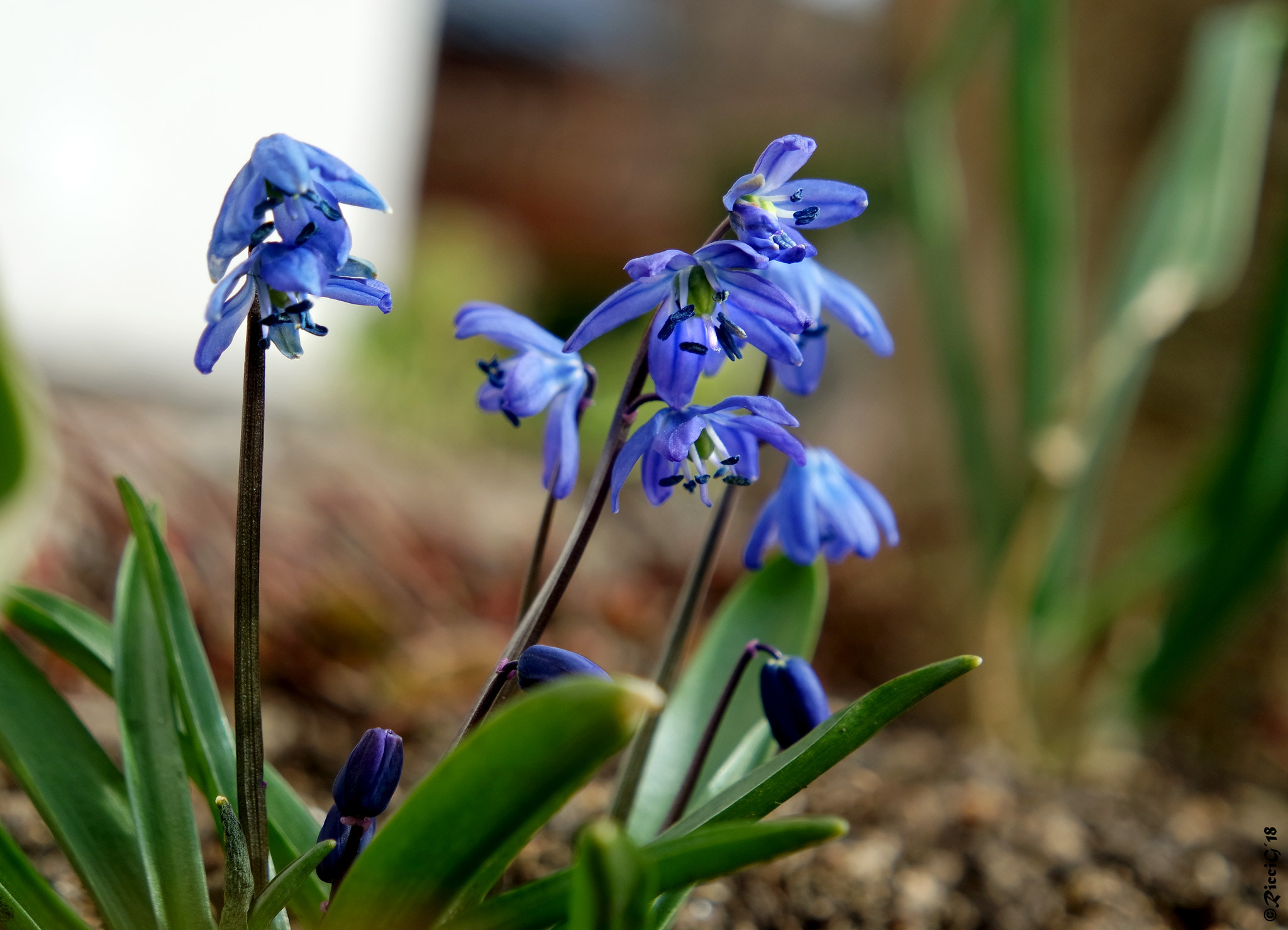 Samsung NX3300 sample photo. Blue photography