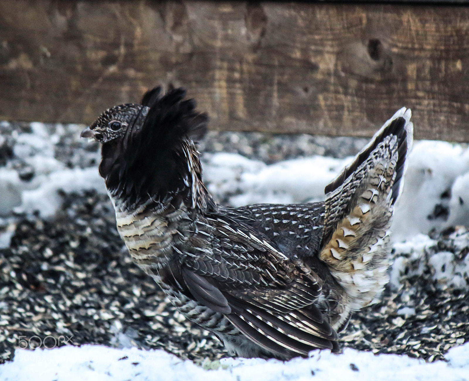 Canon EOS 1200D (EOS Rebel T5 / EOS Kiss X70 / EOS Hi) sample photo. G linotte hupp e photography