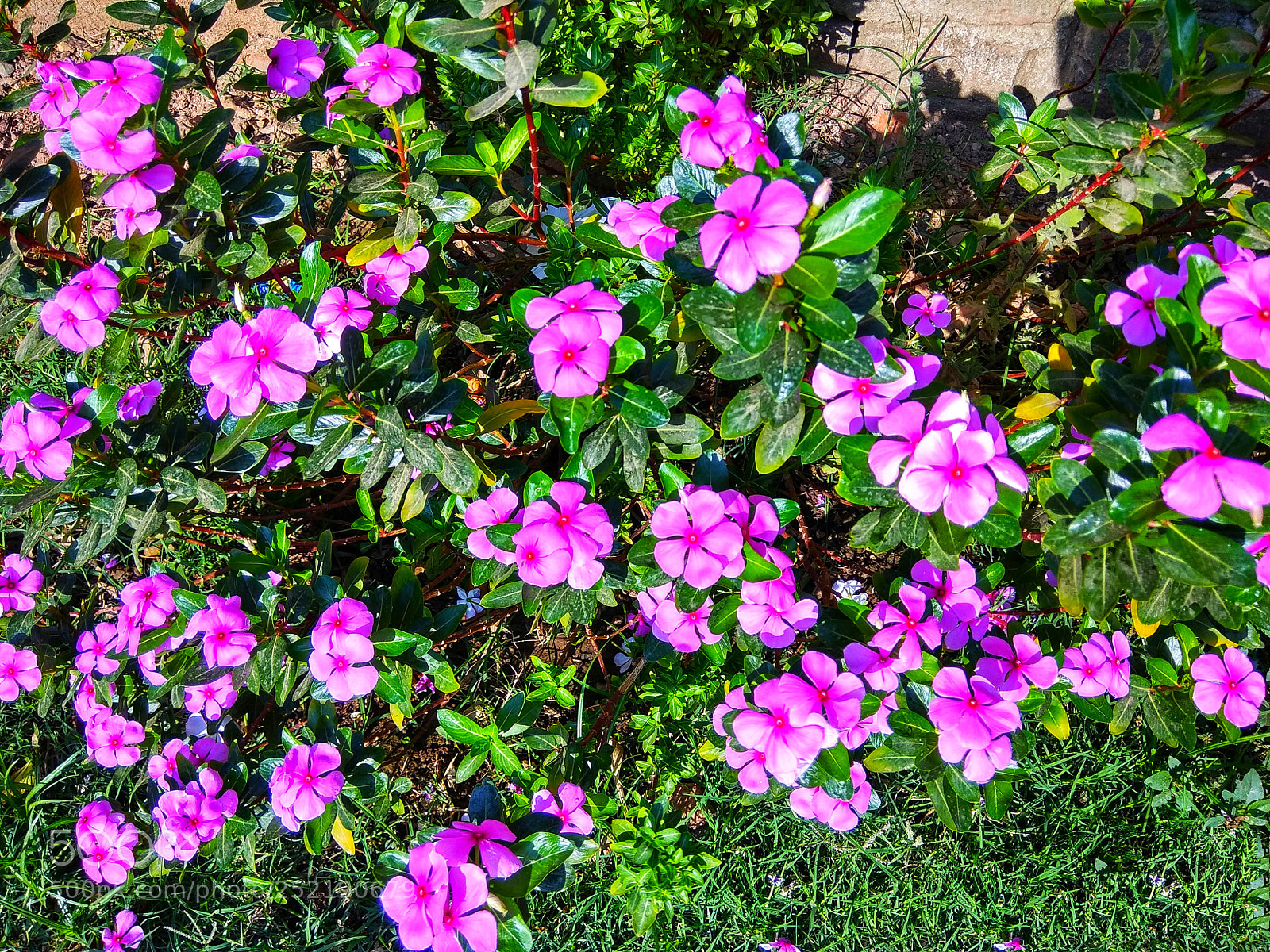Xiaomi Redmi Note 4 sample photo. Beautiful pink flower photography