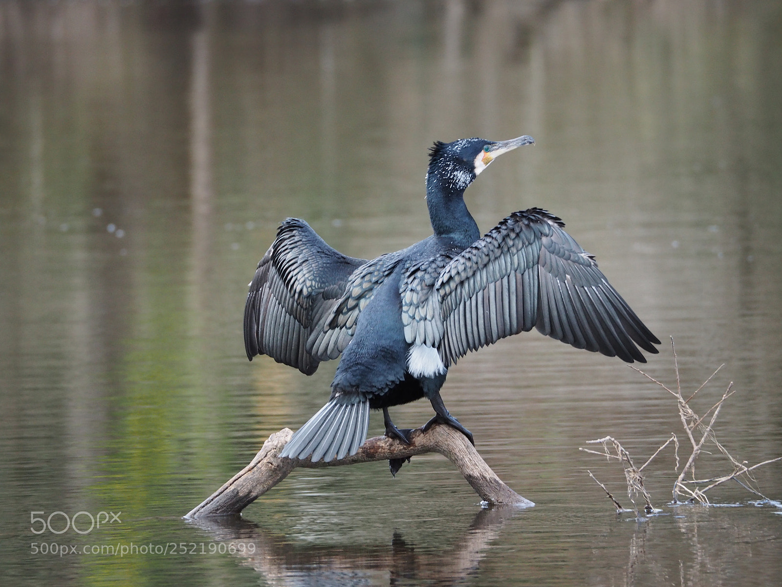 Olympus OM-D E-M5 II sample photo. Cormorant on the river photography