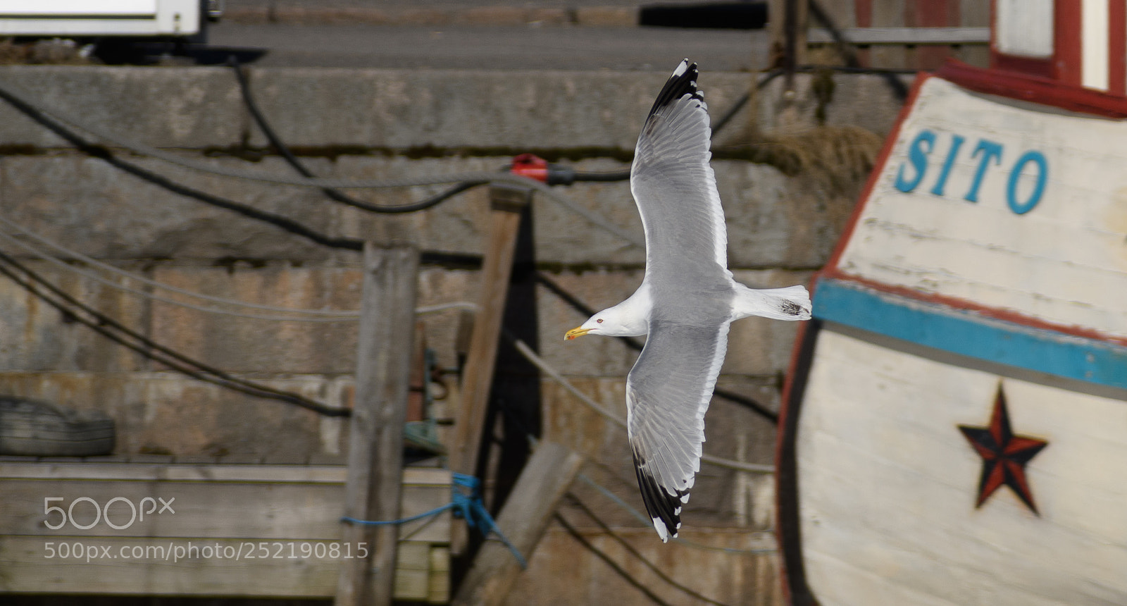 Nikon D500 sample photo. Common gull in flight photography