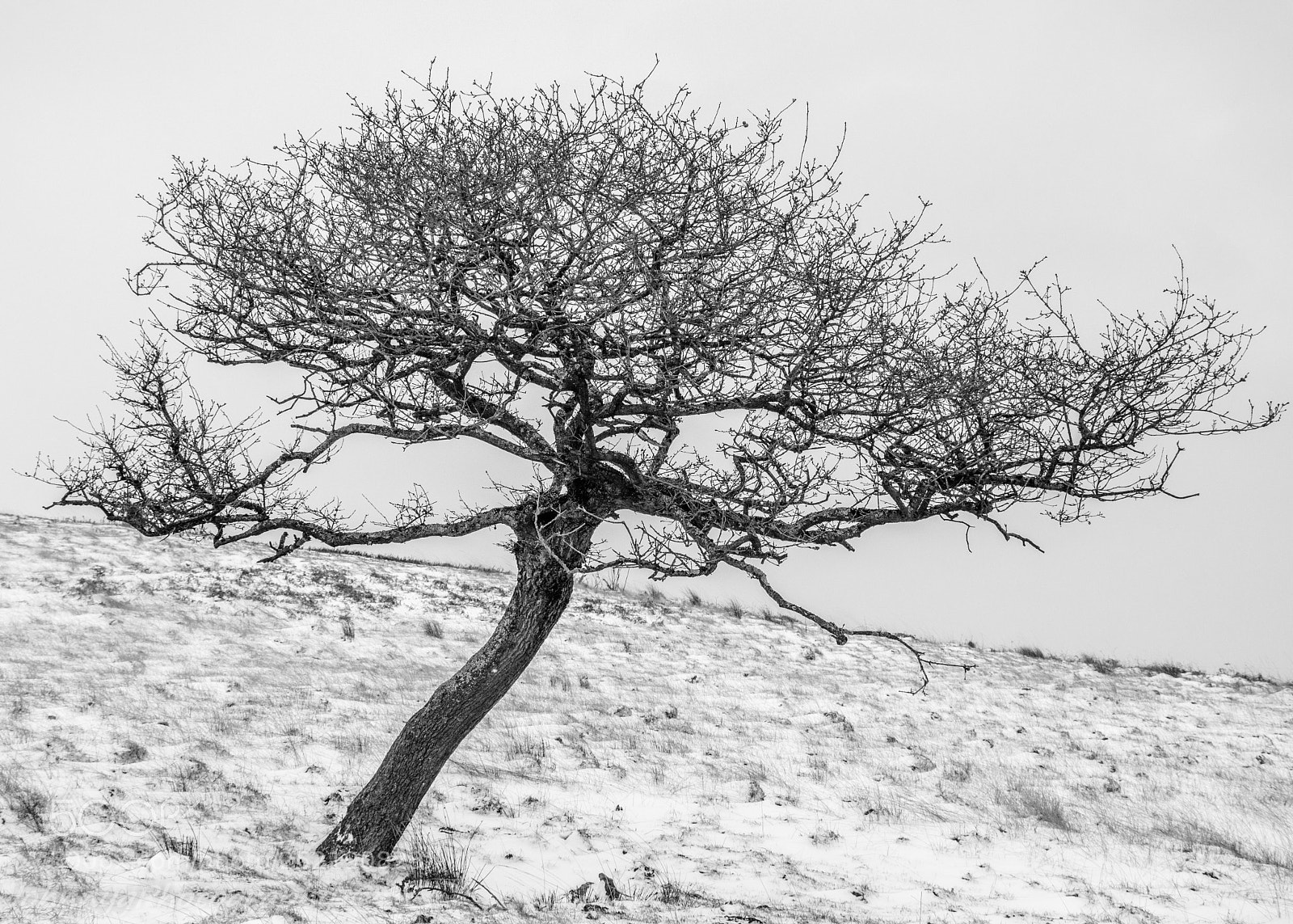 Nikon D5500 sample photo. Snowy tree photography