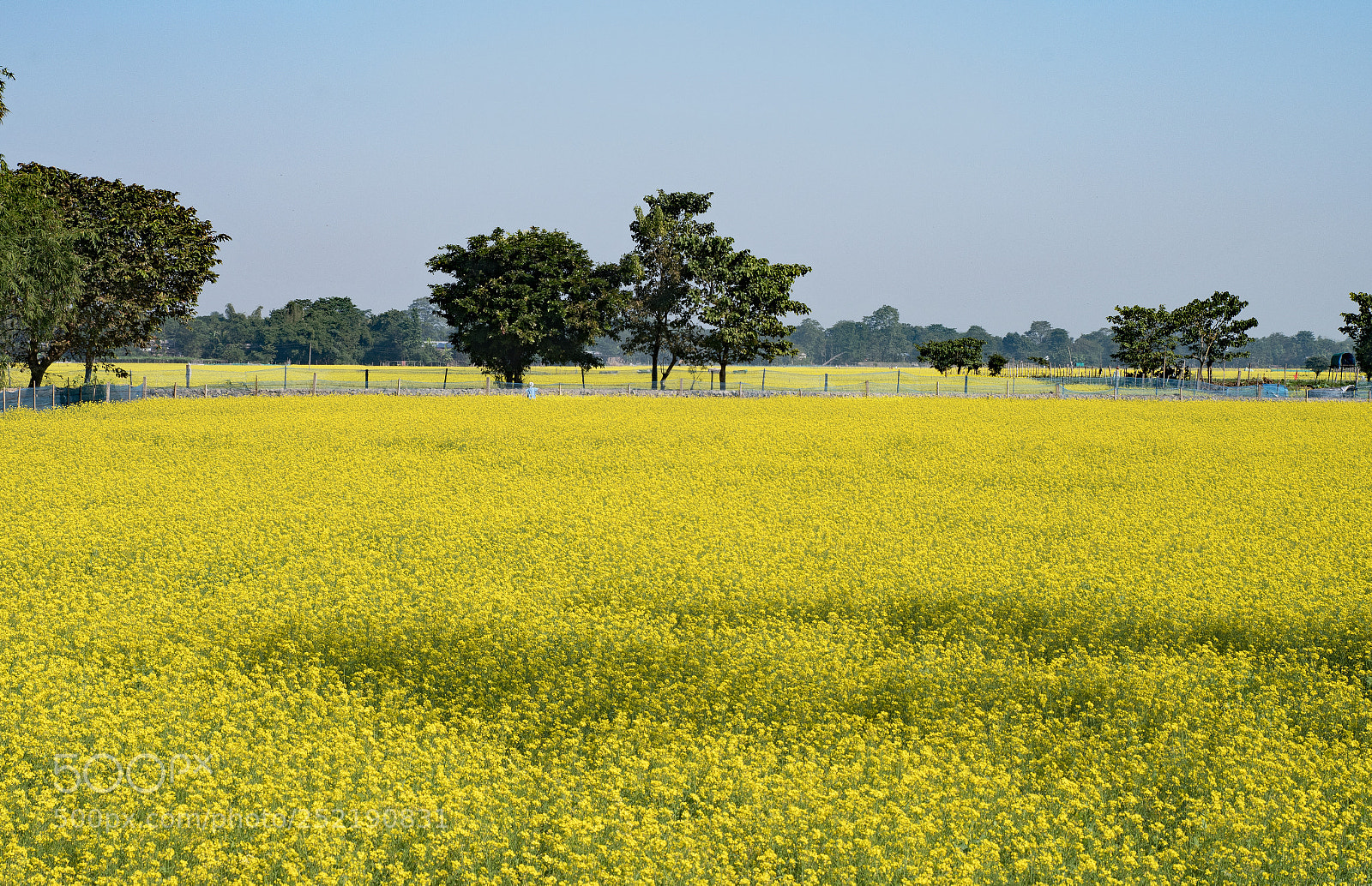 Nikon D500 sample photo. Mustard farm photography