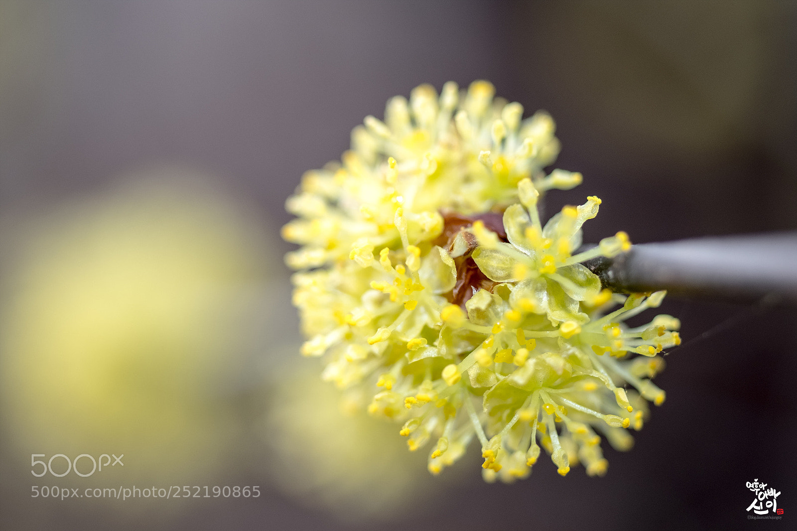 Fujifilm X-T2 sample photo. Macro word photography