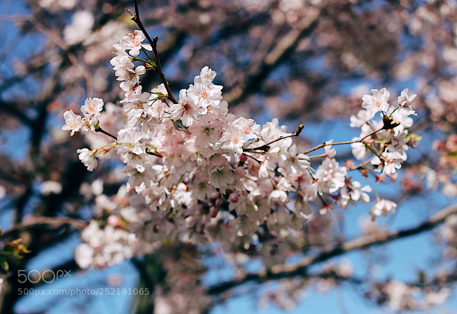 Canon EOS 750D (EOS Rebel T6i / EOS Kiss X8i) sample photo. Untitled photography