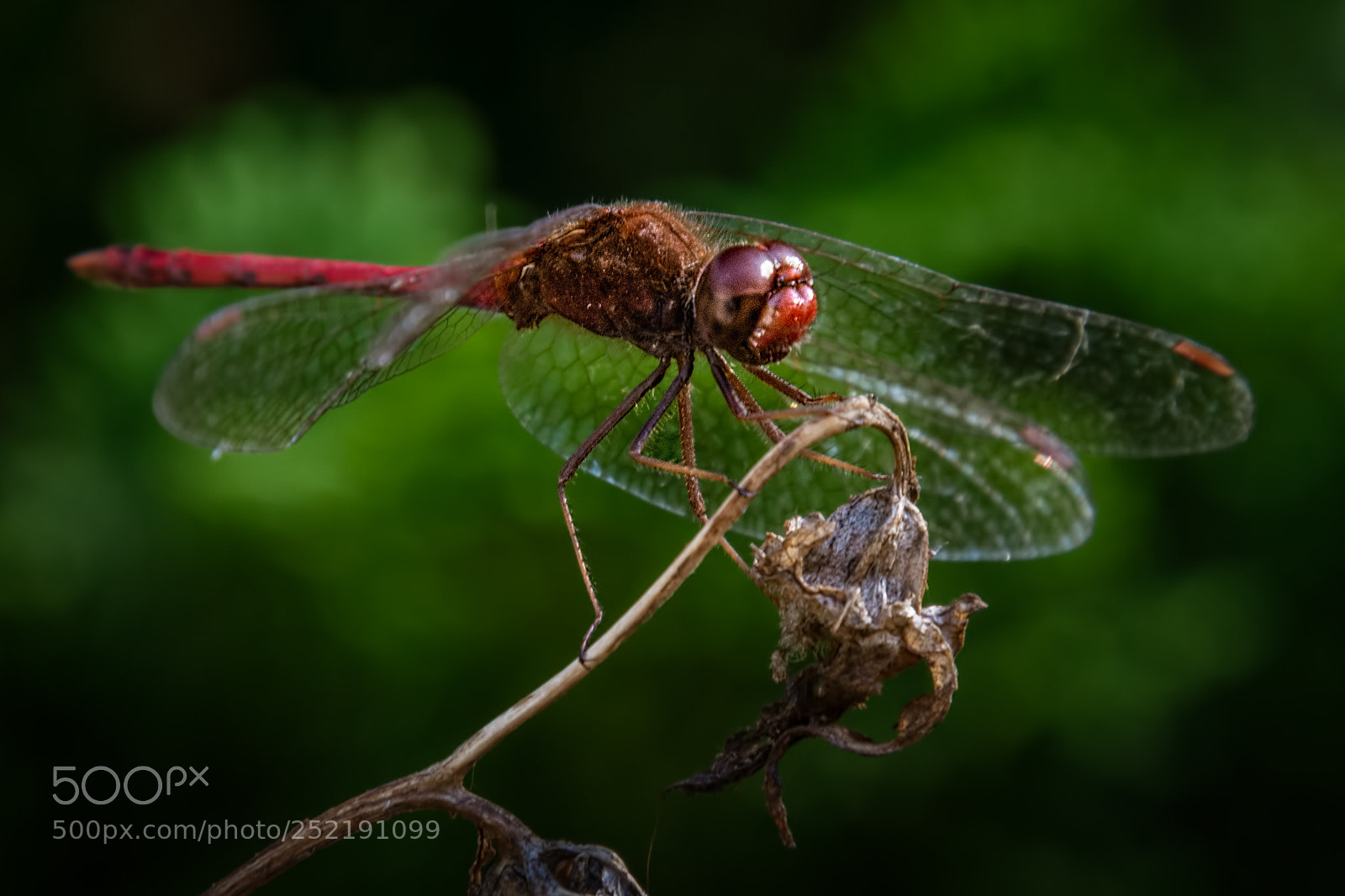 Nikon D7100 sample photo. Cherry-faced meadowhawk photography