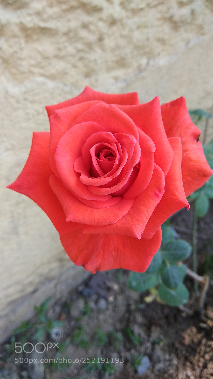 Xiaomi Redmi Note 4 sample photo. Rose photography