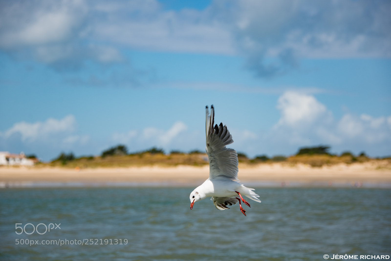 Nikon D610 sample photo. Mouettes île de ré photography