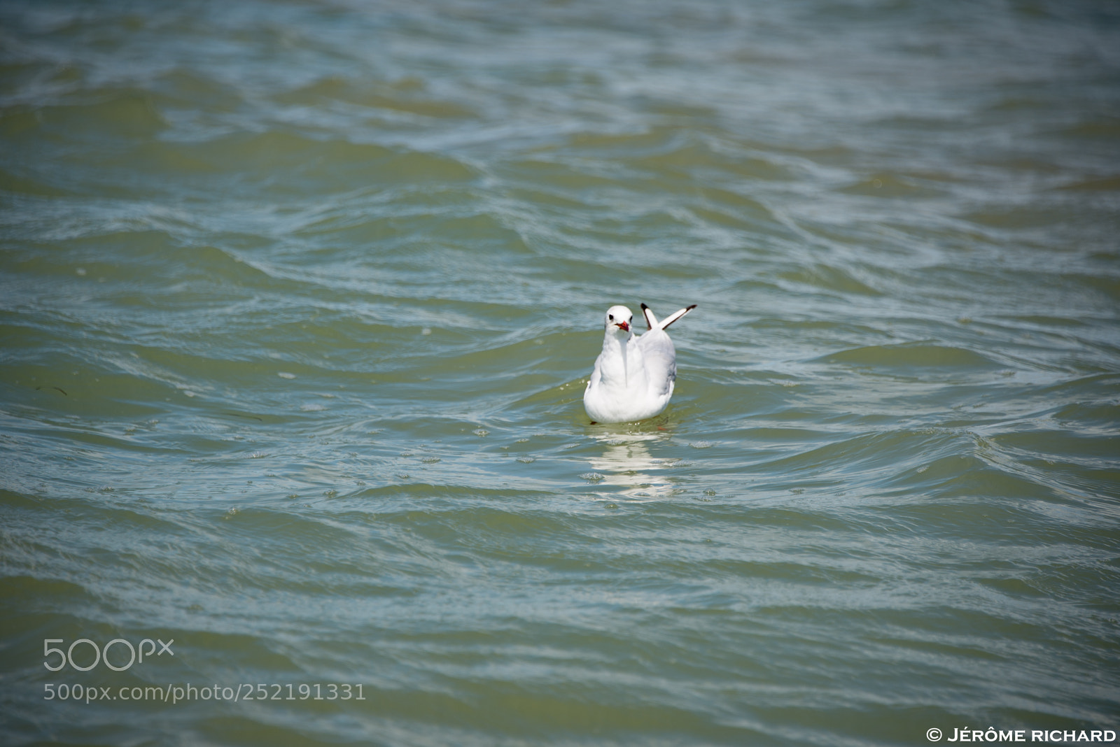 Nikon D610 sample photo. Mouettes île de ré photography