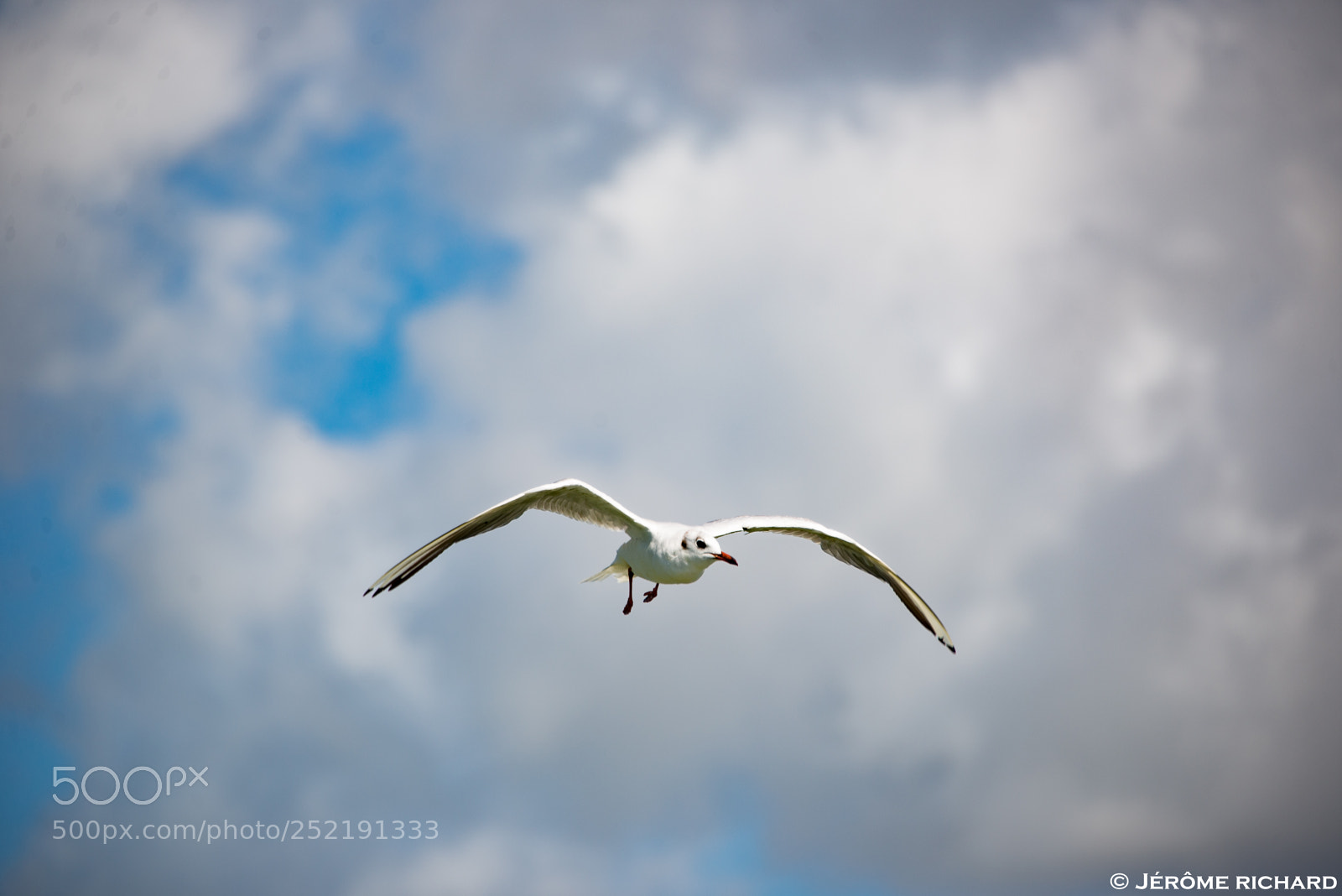 Nikon D610 sample photo. Mouettes île de ré photography