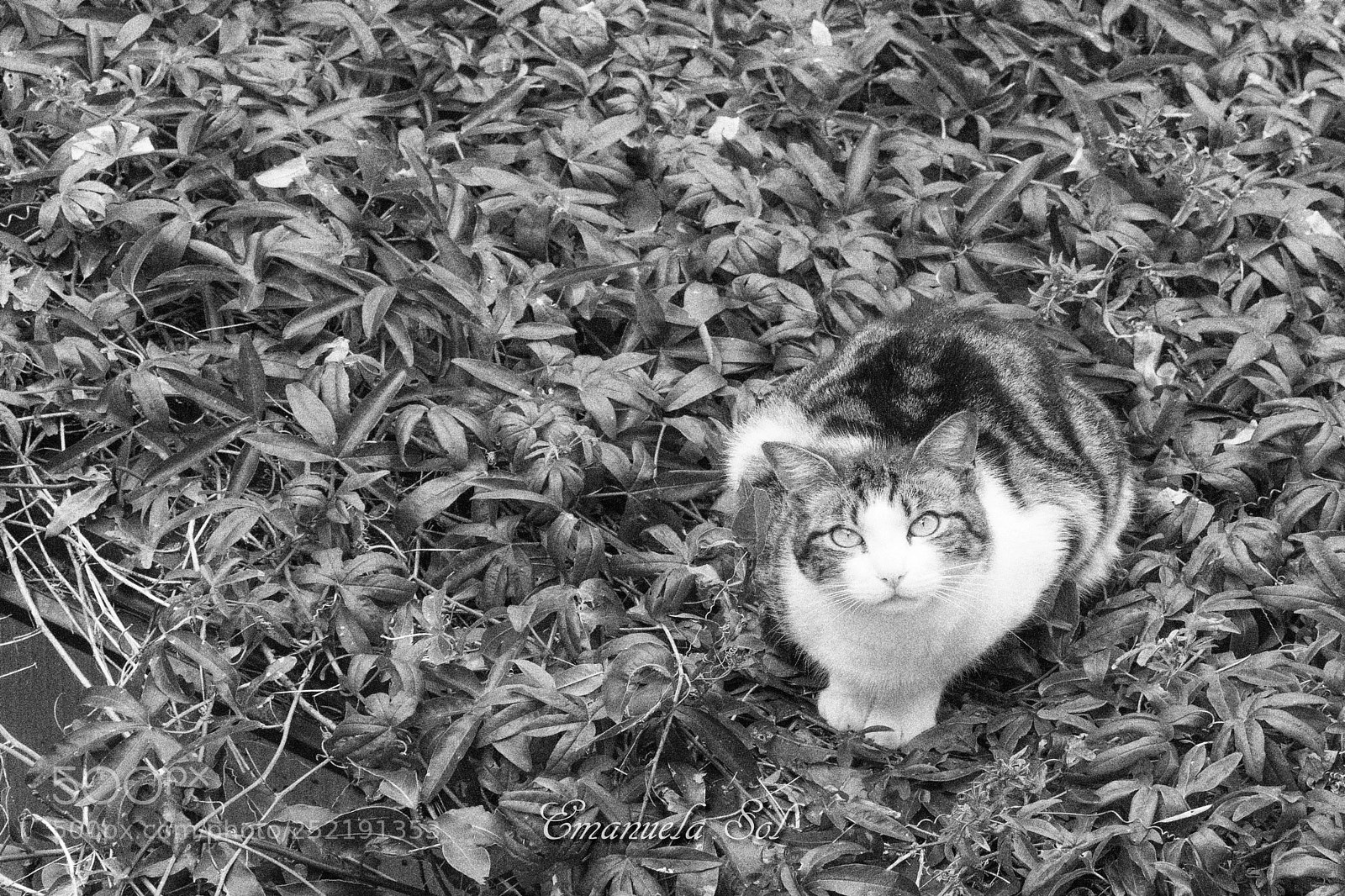 Canon EOS 80D sample photo. Figaro photography