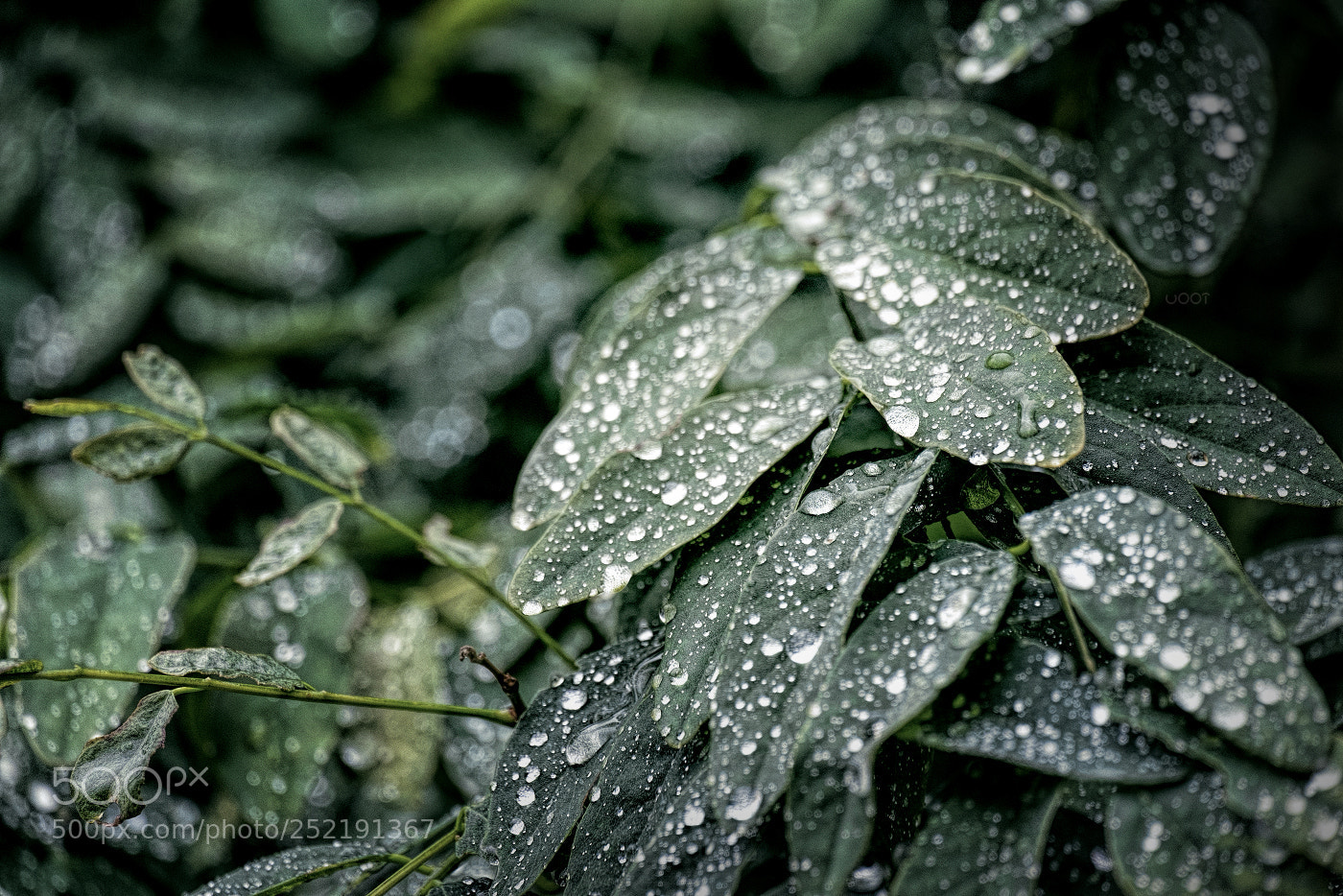 Fujifilm X-E1 sample photo. *** photography