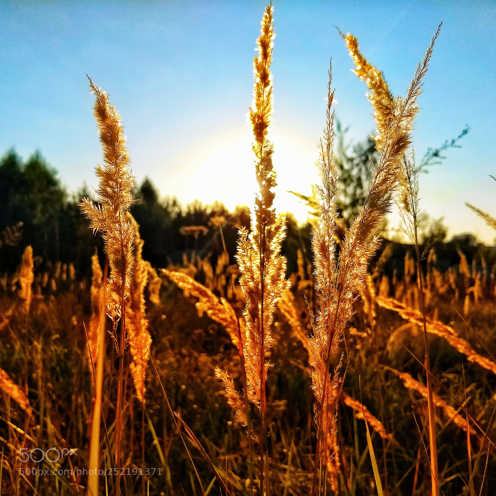 Motorola Moto G (5) Plus sample photo. Summer is here ^_^ photography