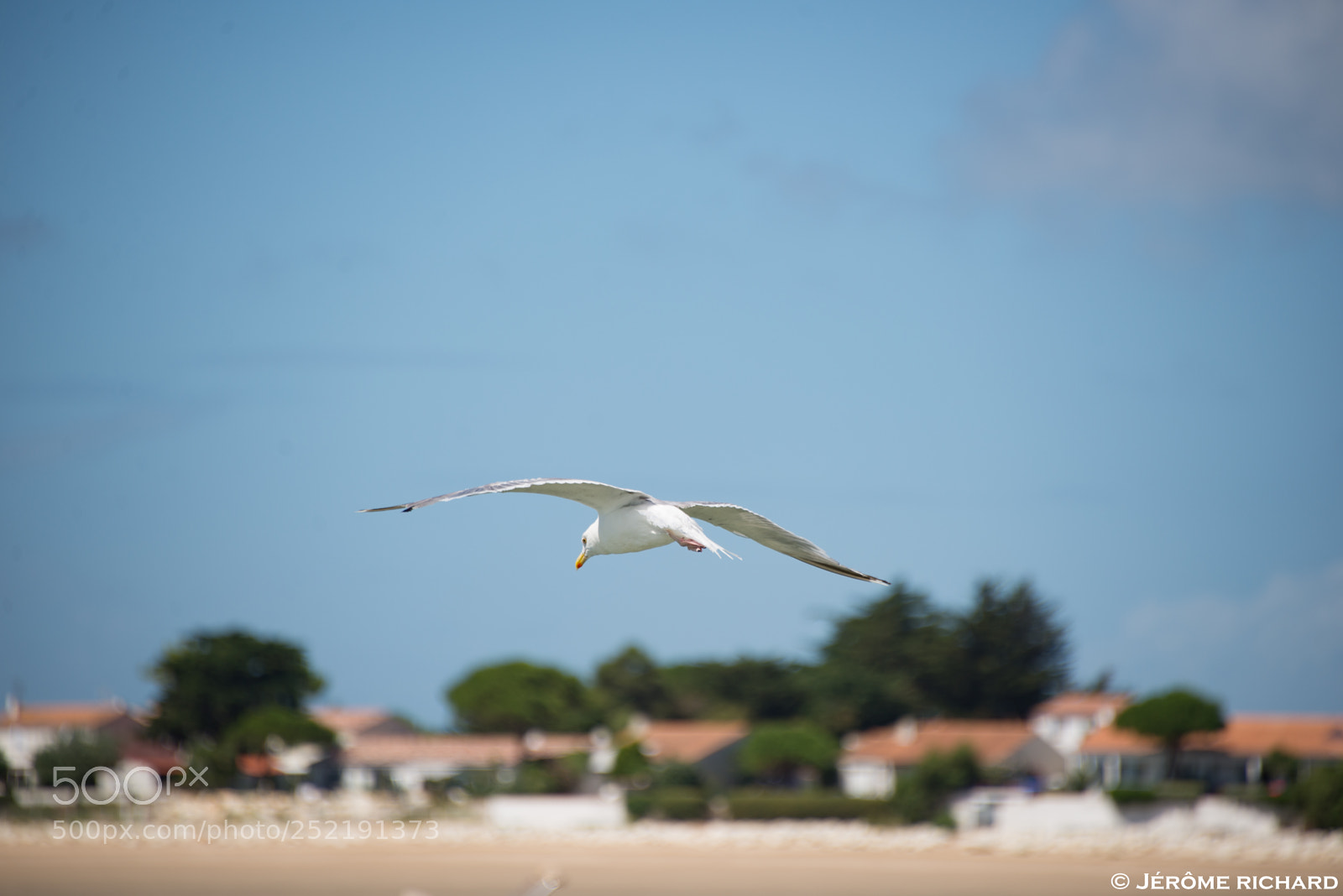 Nikon D610 sample photo. Mouettes île de ré photography