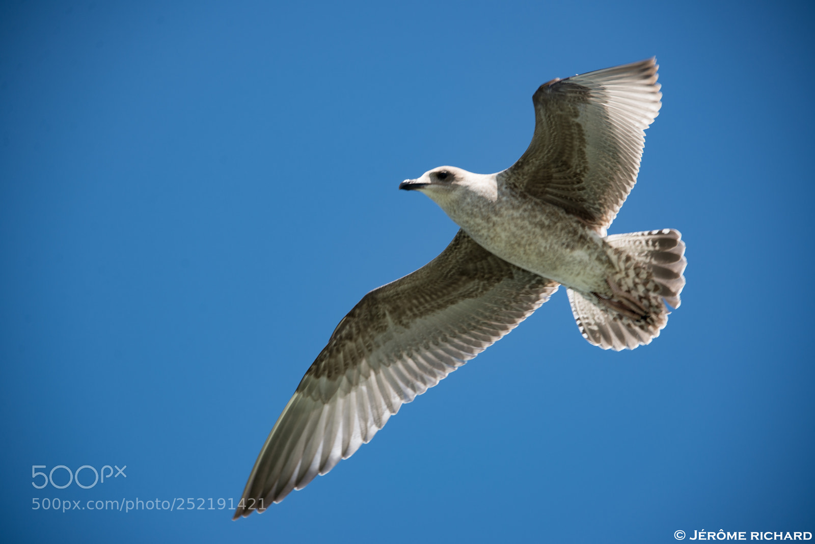 Nikon D610 sample photo. Mouettes île de ré photography