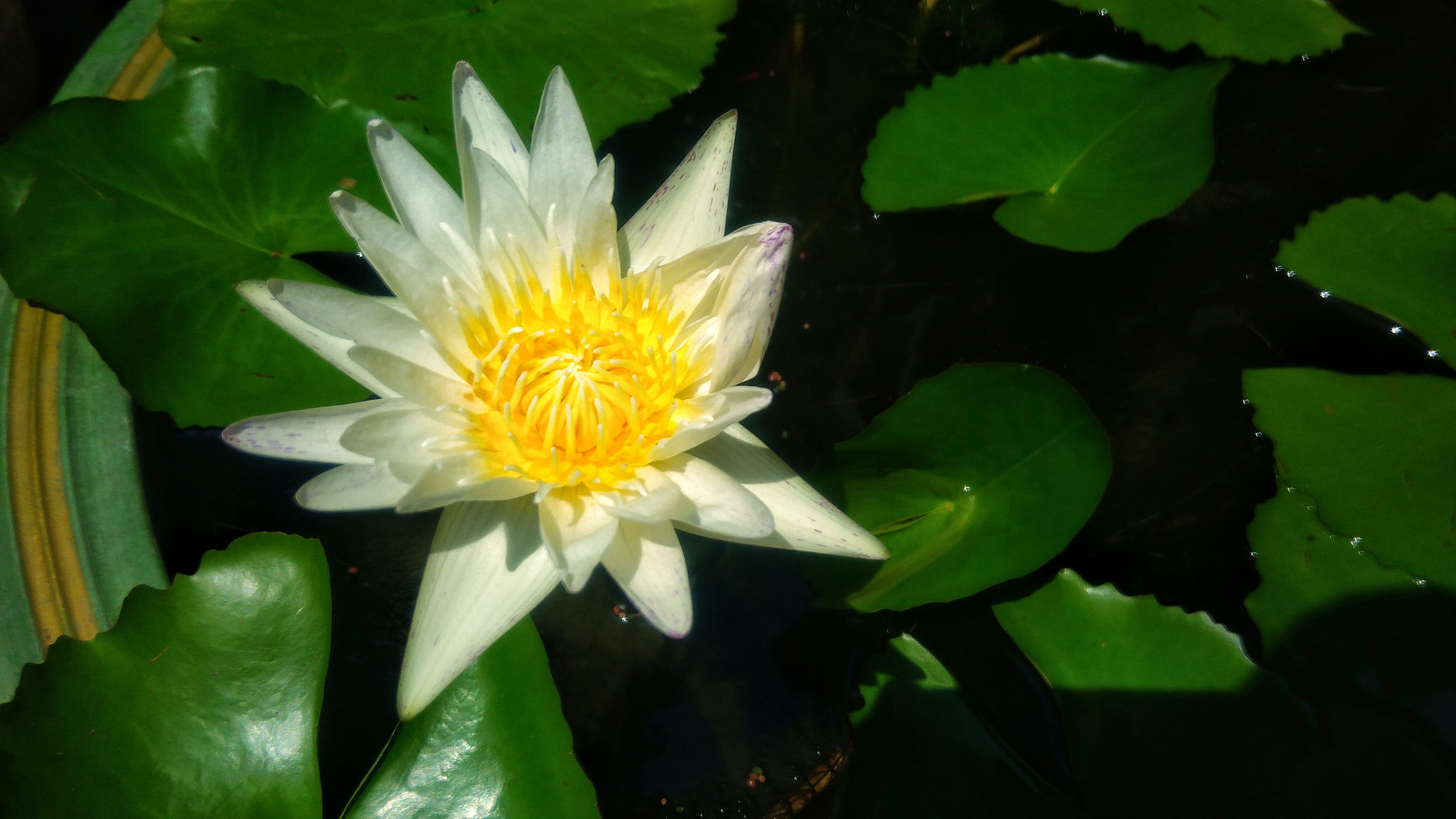 ASUS ZenFone 3 Max (ZC553KL) sample photo. Beautiful of white flower photography