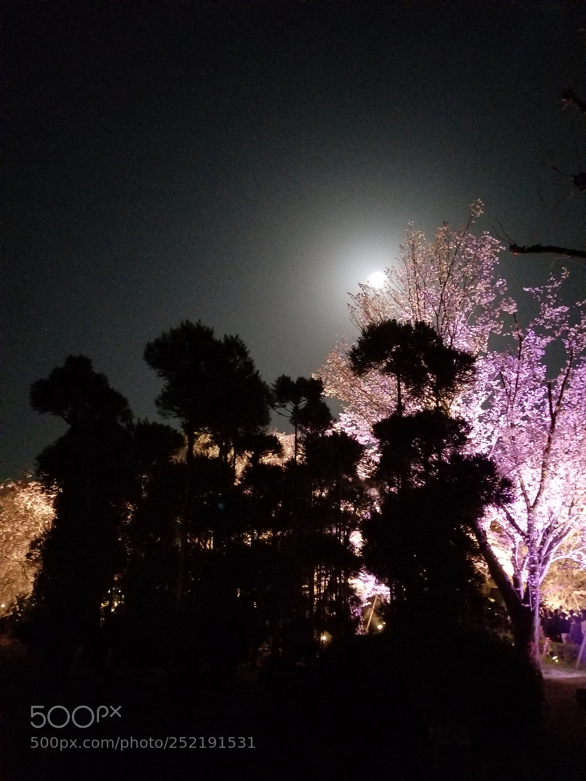 Samsung Galaxy S8+ sample photo. Beautiful photo from the photography