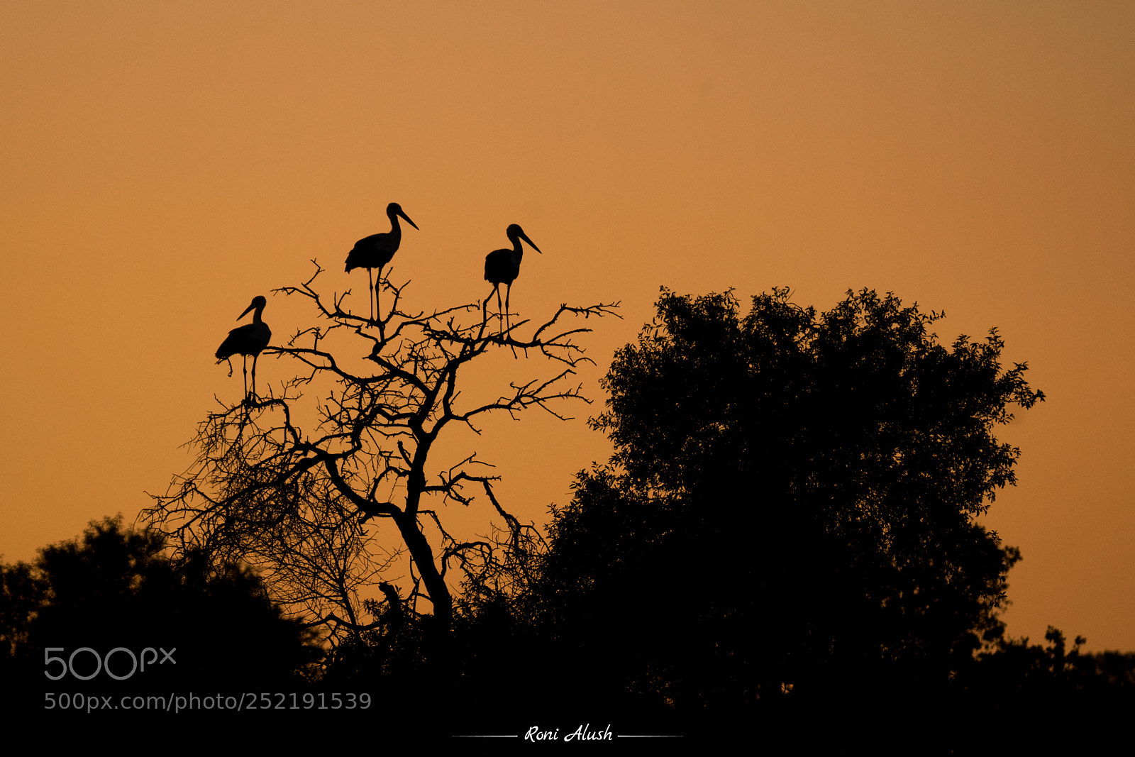 Nikon D500 sample photo. Storks photography