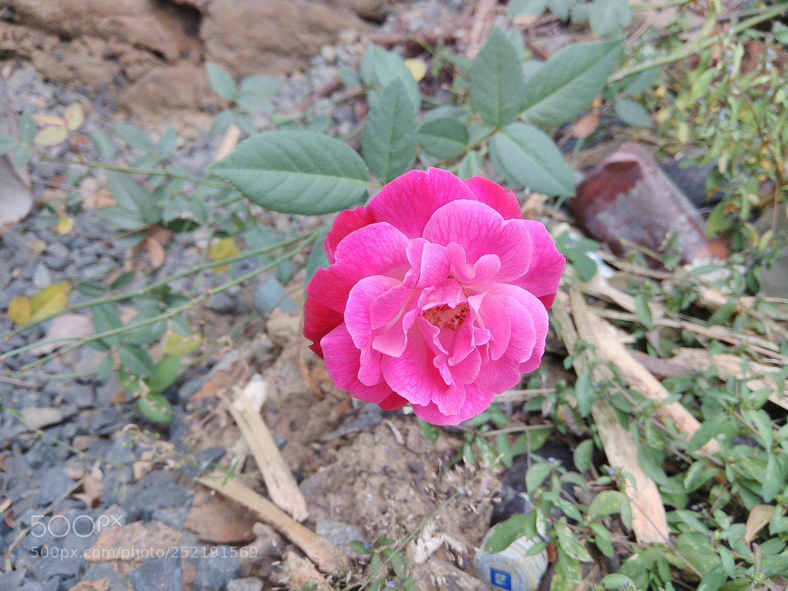 Xiaomi Redmi Note 4 sample photo. Pink rose photography