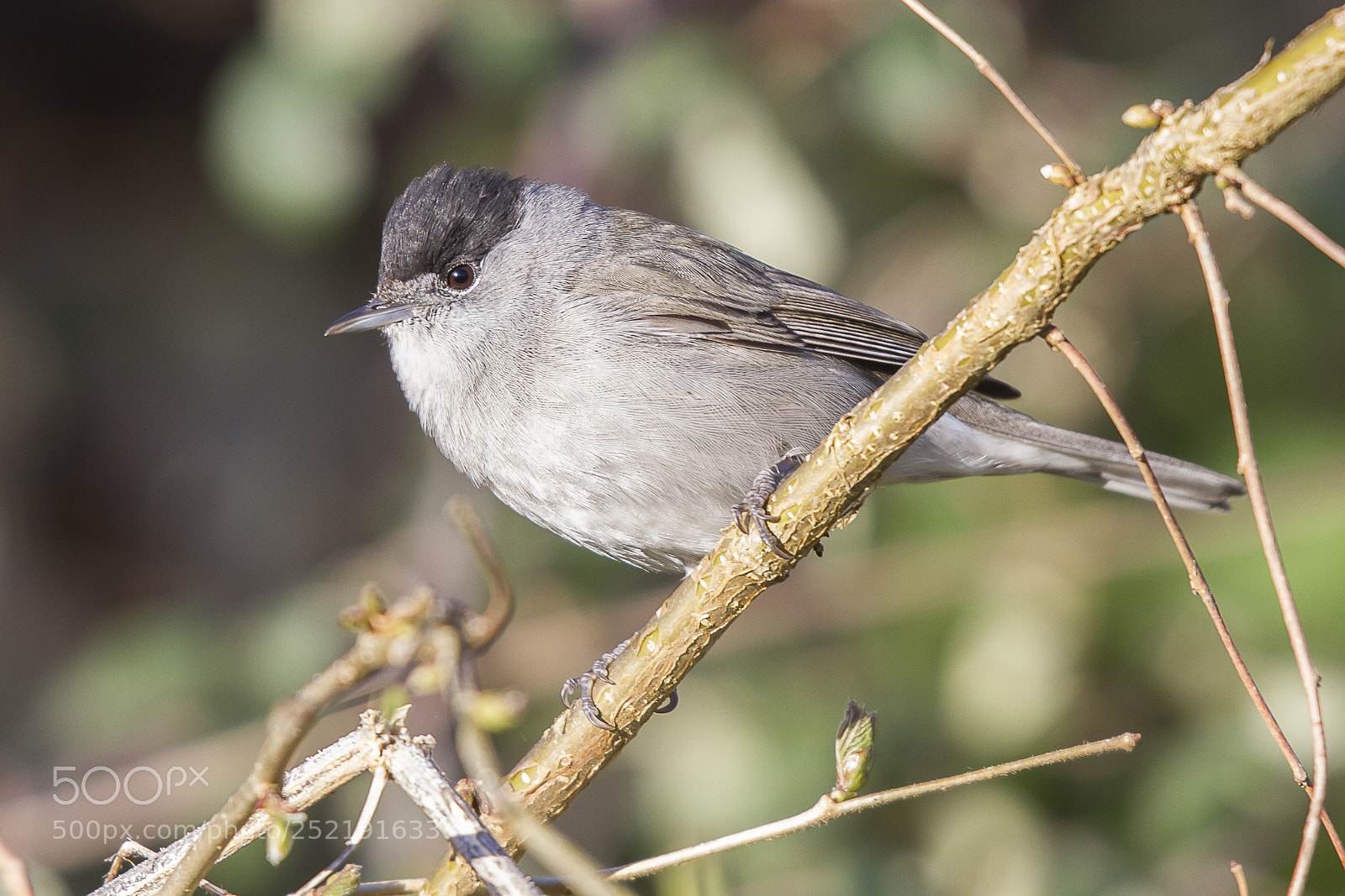 Canon EOS 7D sample photo. Curruca capirotada (macho),blackcap photography