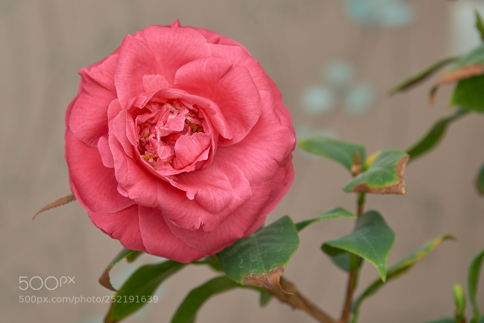 Nikon D800E sample photo. Camellia photography