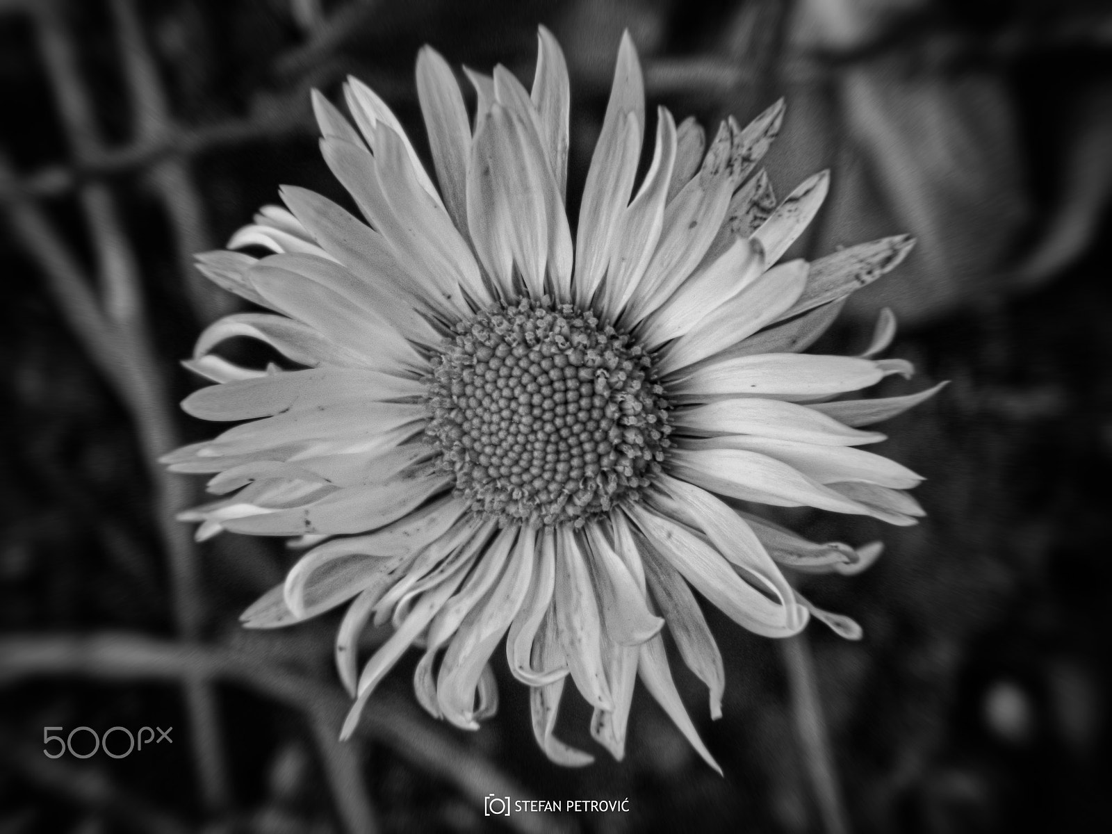 Nikon COOLPIX L310 sample photo. Flower photography