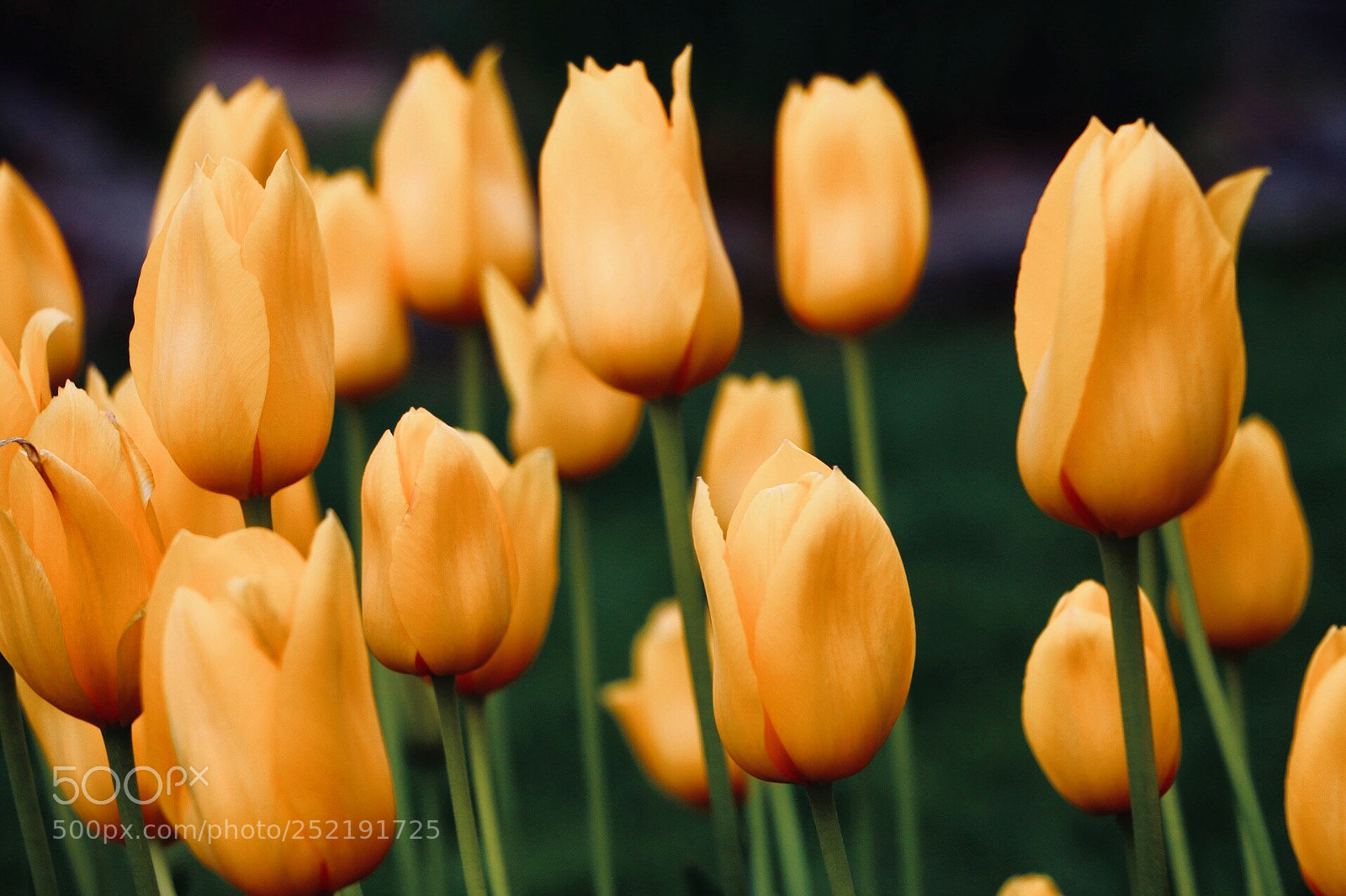 Canon EOS 70D sample photo. Untitled photography