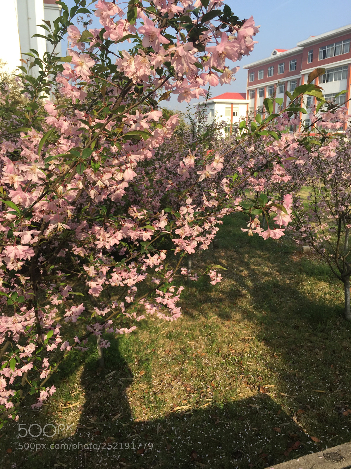 Apple iPhone 6 Plus sample photo. Untitled photography