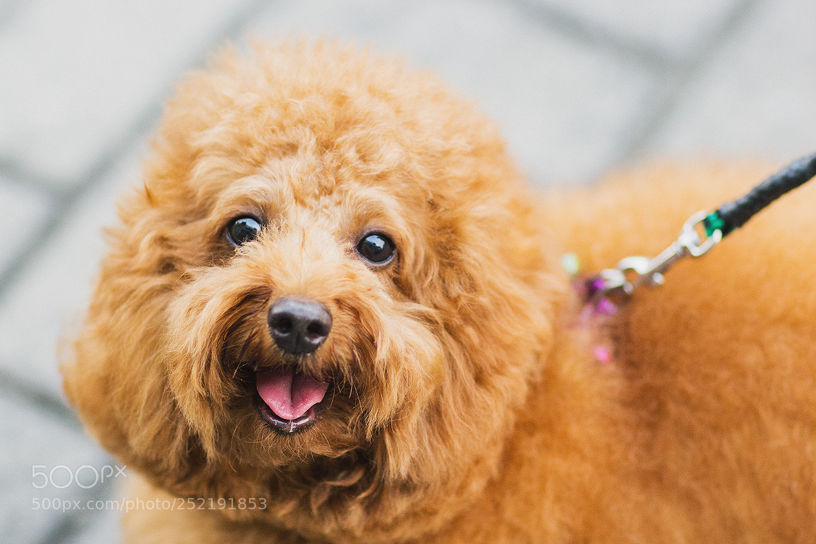 Canon EOS 60D sample photo. Teddy photography