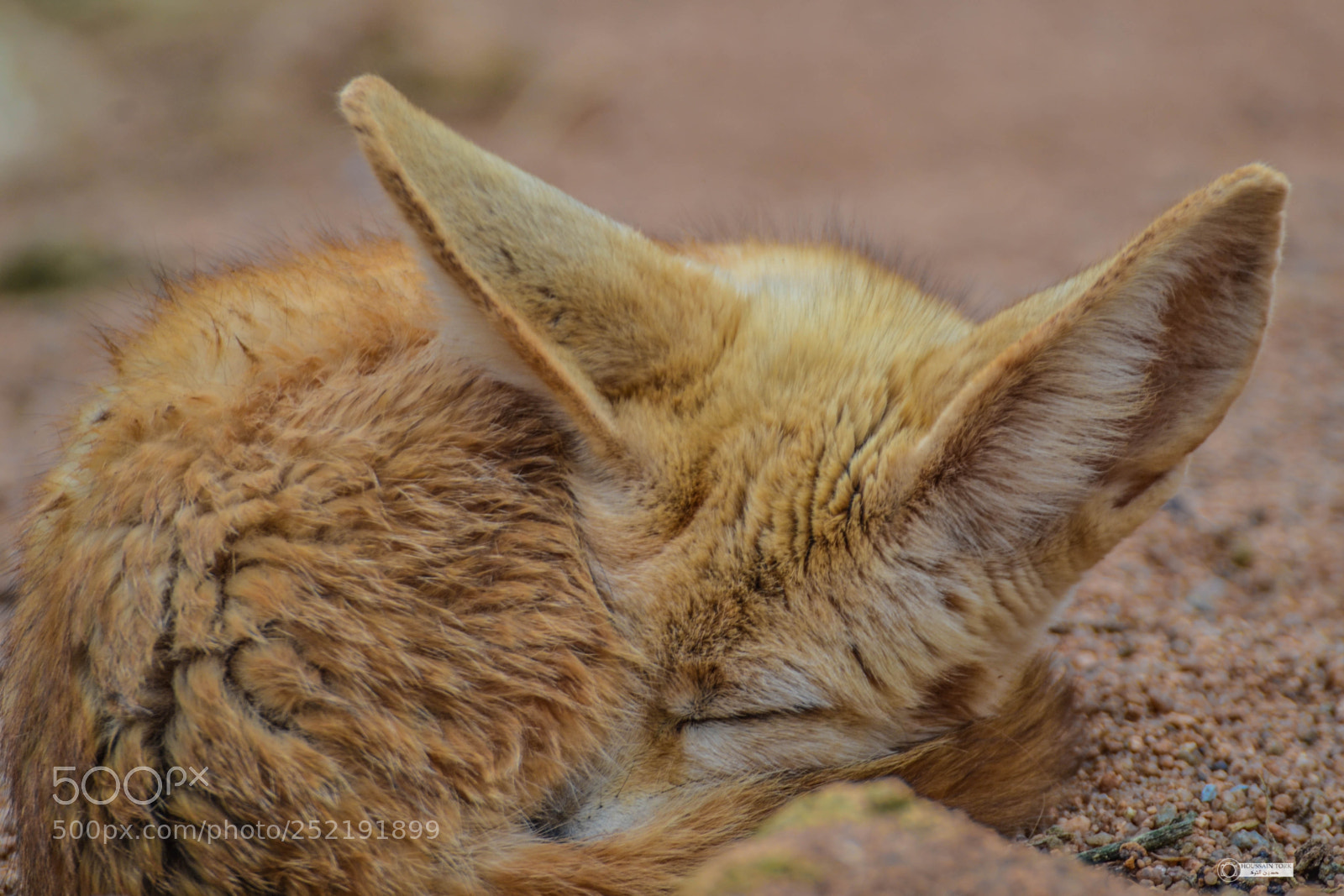Nikon D3100 sample photo. Desert fox photography
