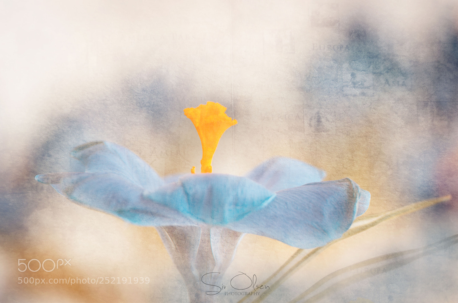Nikon D7100 sample photo. ~ crocus ~ photography