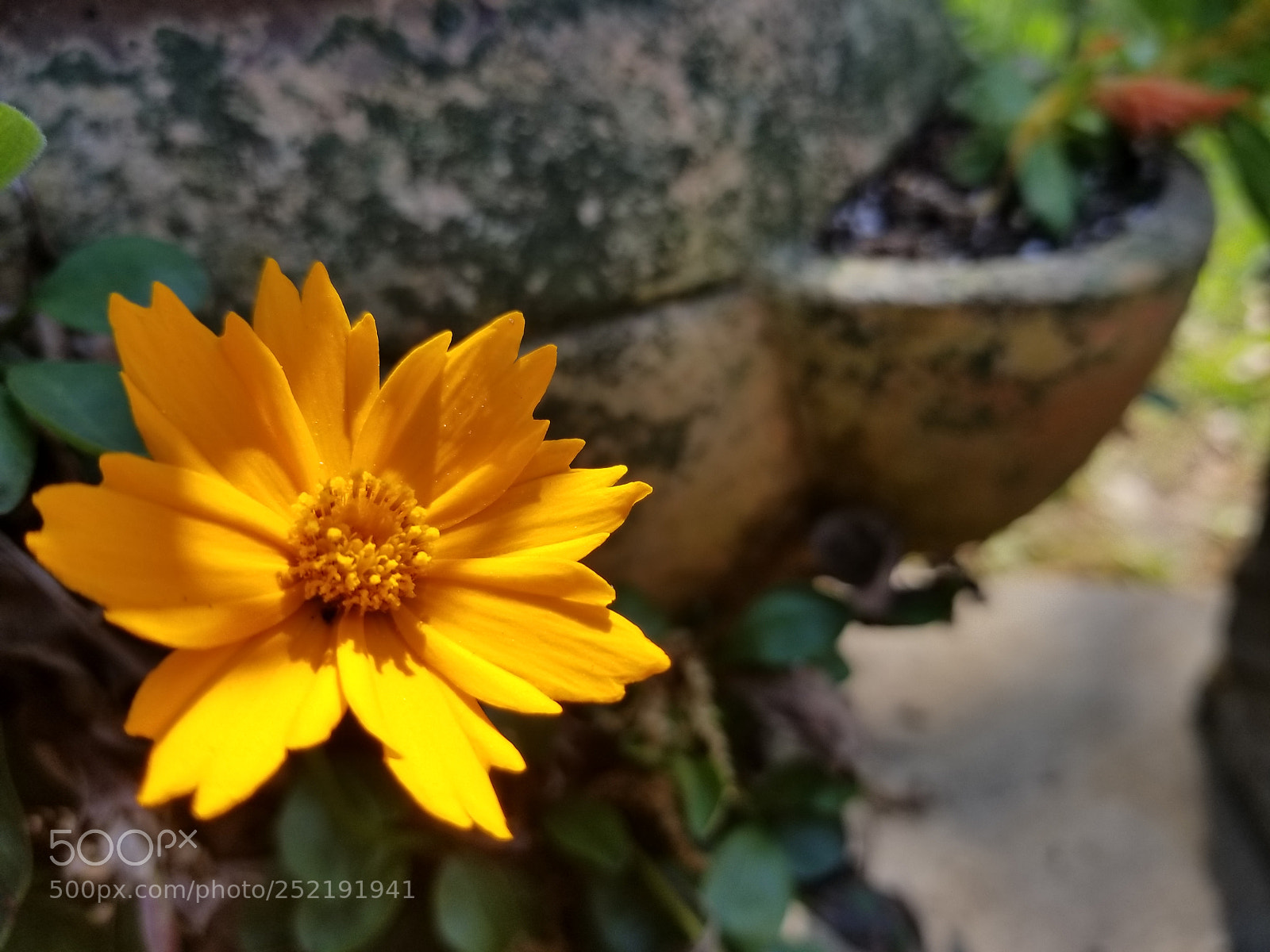 Samsung Galaxy S8+ sample photo. Coreopsis photography