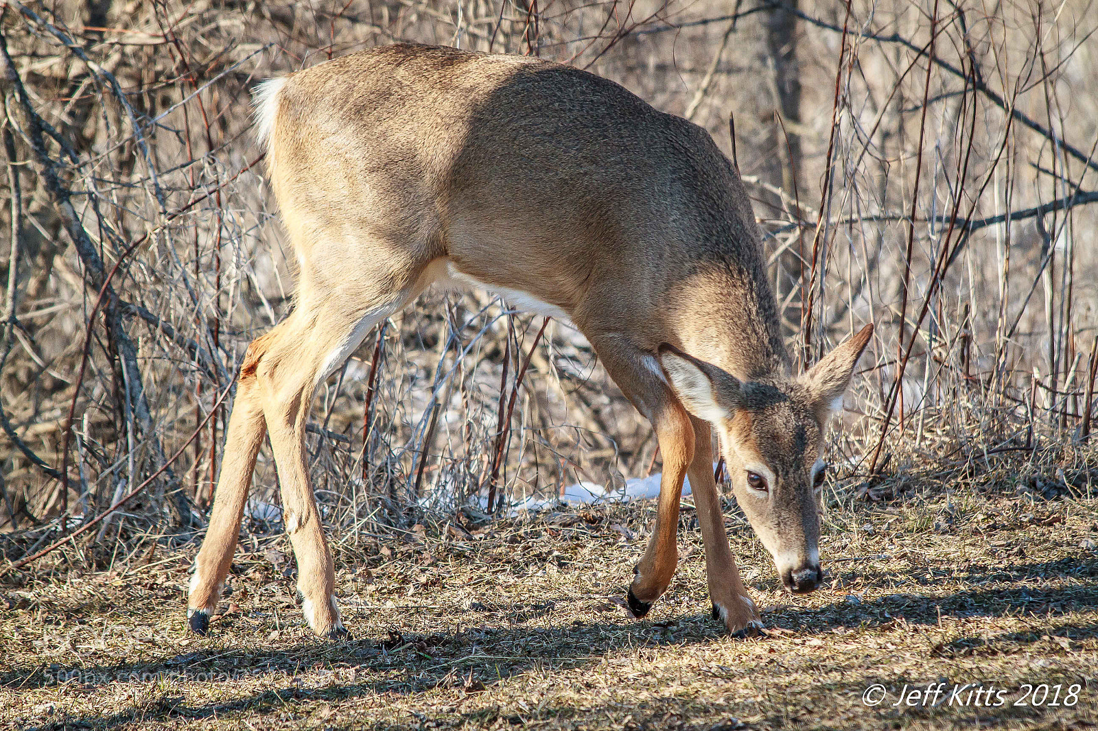 Canon EOS 7D sample photo. 6723- whitetail deer # 136 photography