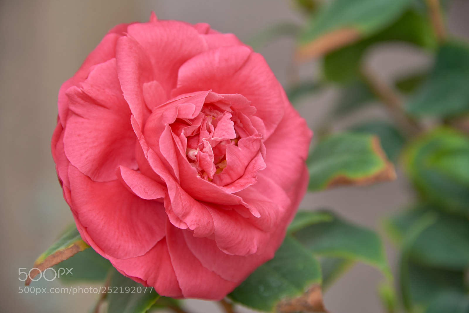 Nikon D800E sample photo. Camellia photography