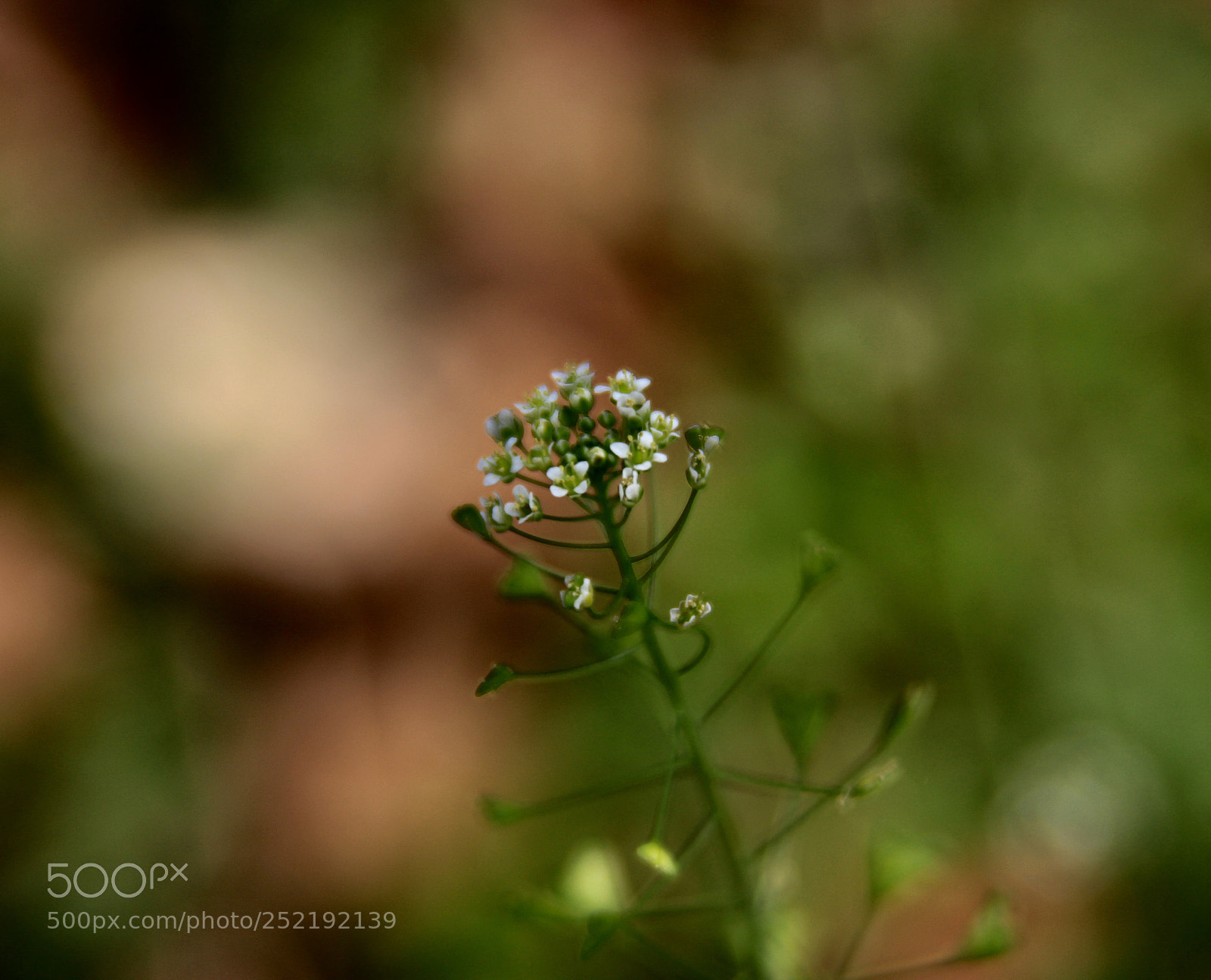 Canon EOS 700D (EOS Rebel T5i / EOS Kiss X7i) sample photo. Untitled photography
