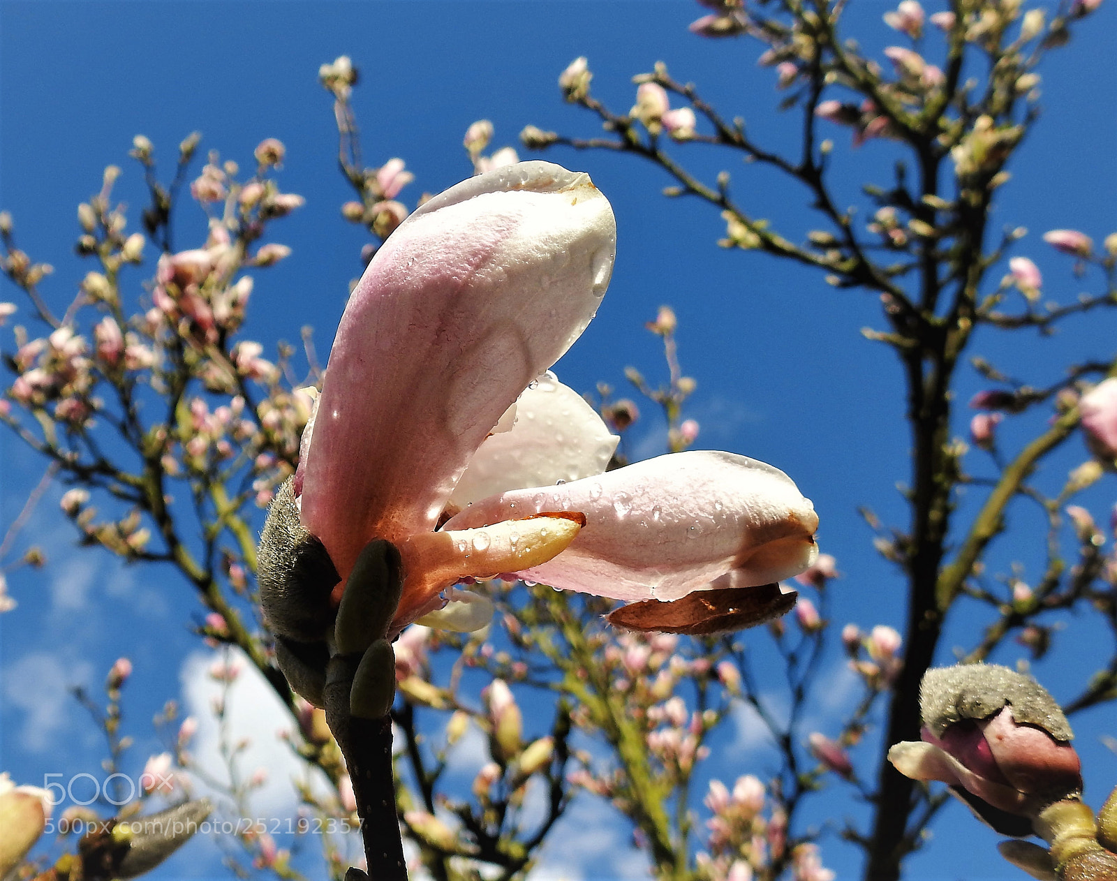 Nikon Coolpix P900 sample photo. Springtime photography