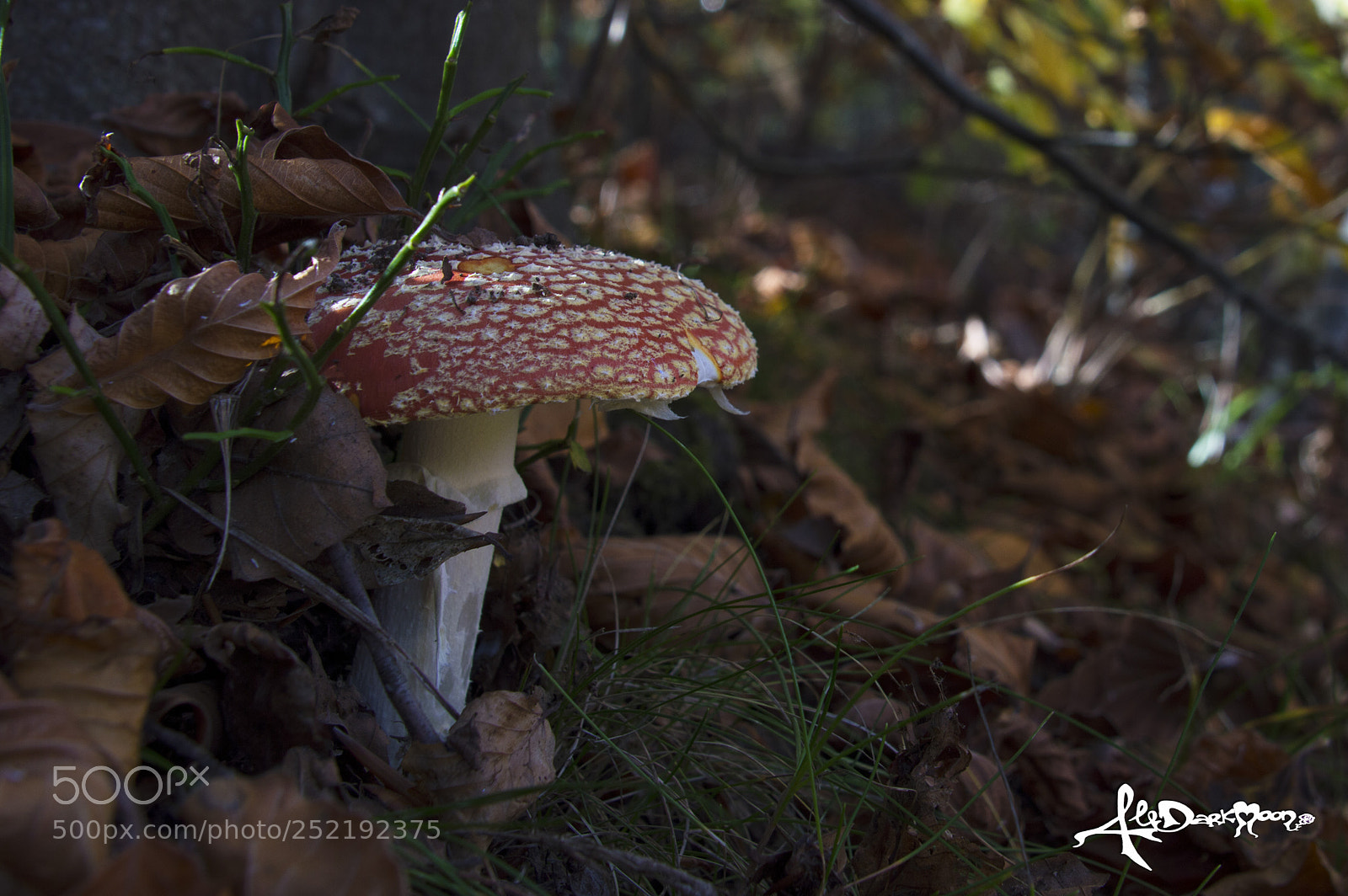 Nikon D3200 sample photo. Il fungo delle fiabe photography