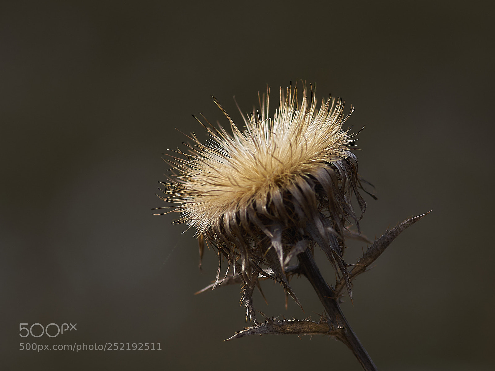 Sony ILCA-77M2 sample photo. ... photography