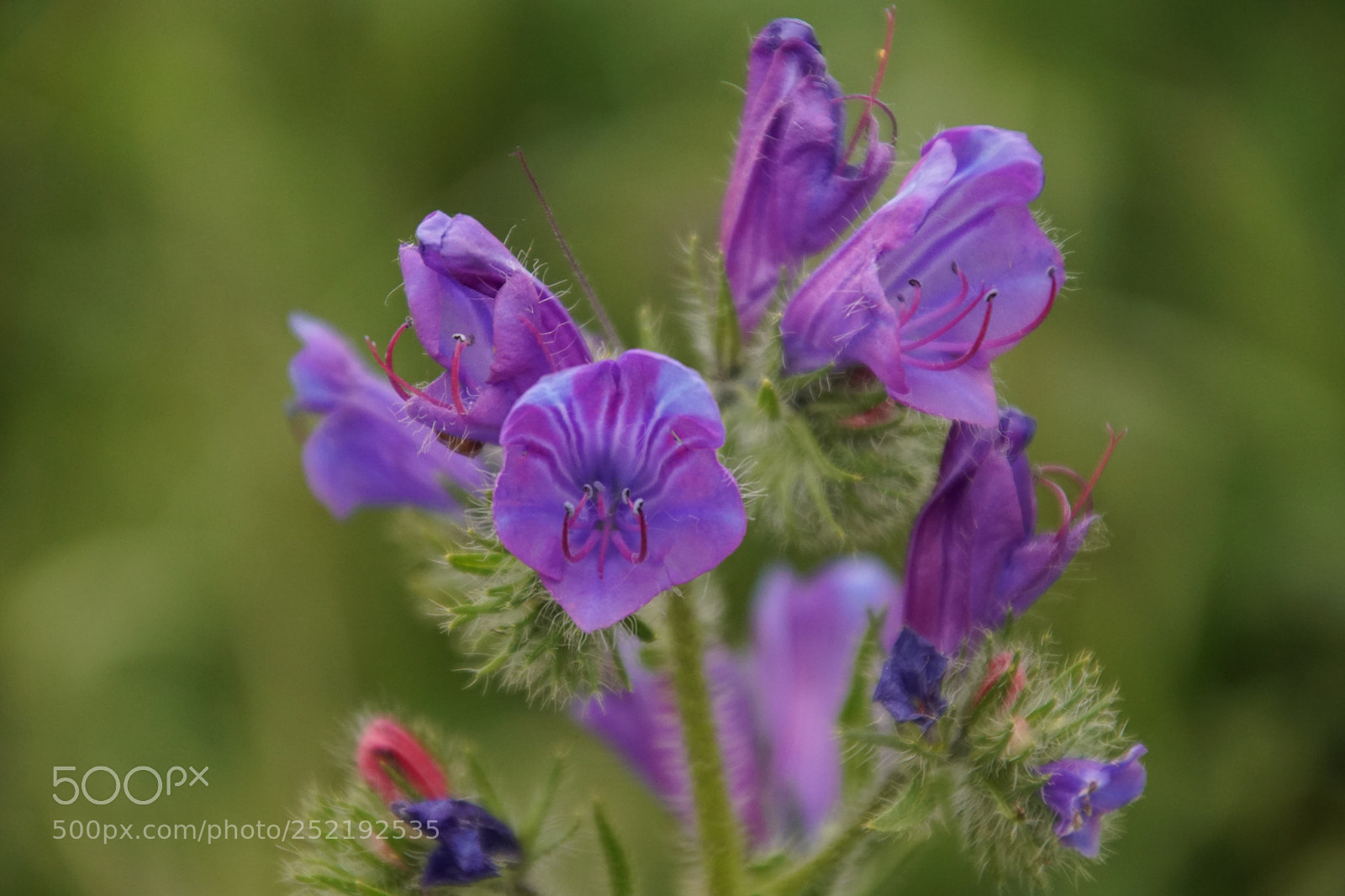 Sony SLT-A68 sample photo. Flower  photography
