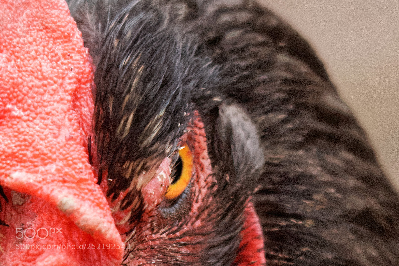Sony SLT-A77 sample photo. The evil eye photography