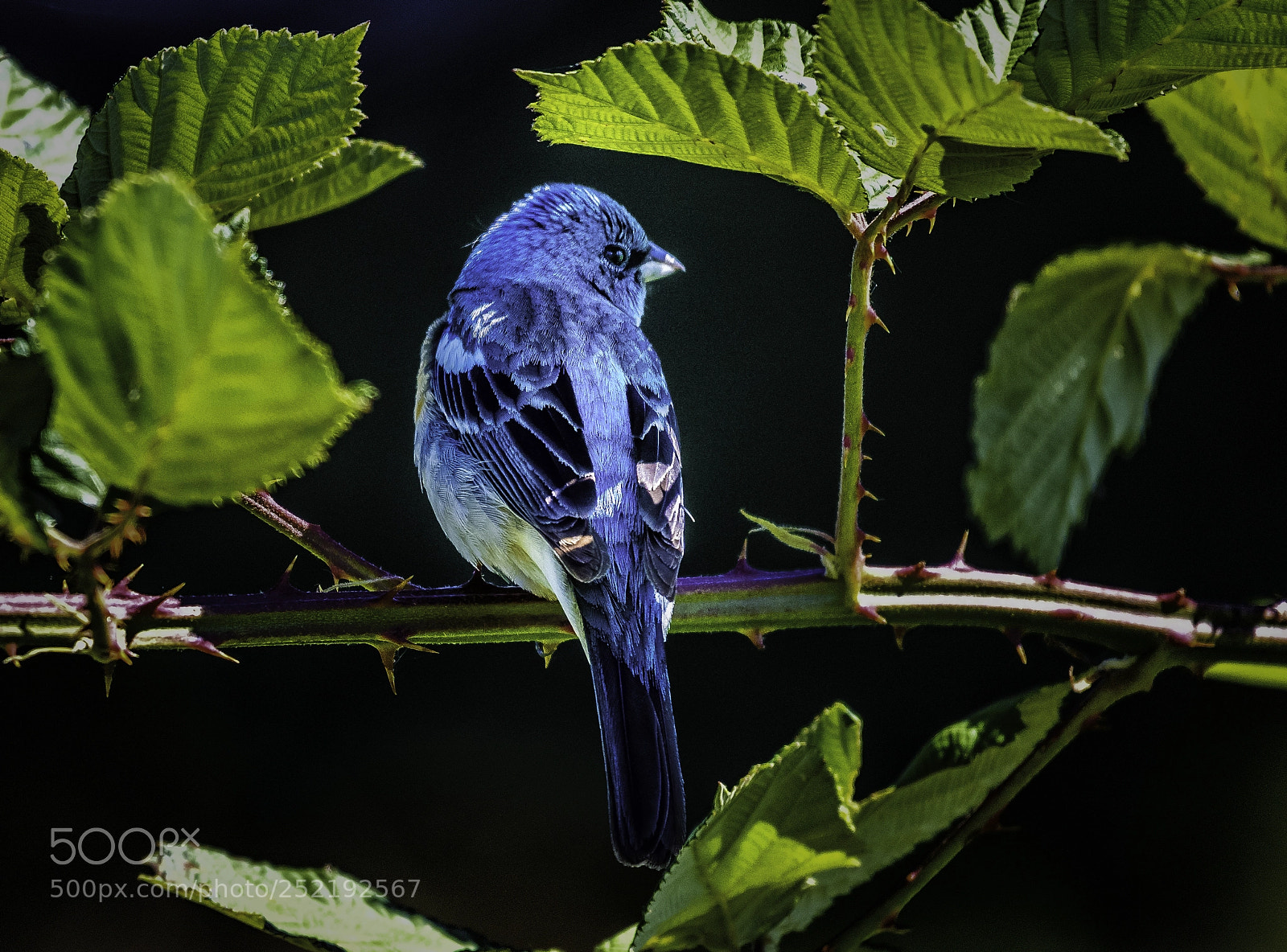 Nikon D810 sample photo. Lazuli bunting photography