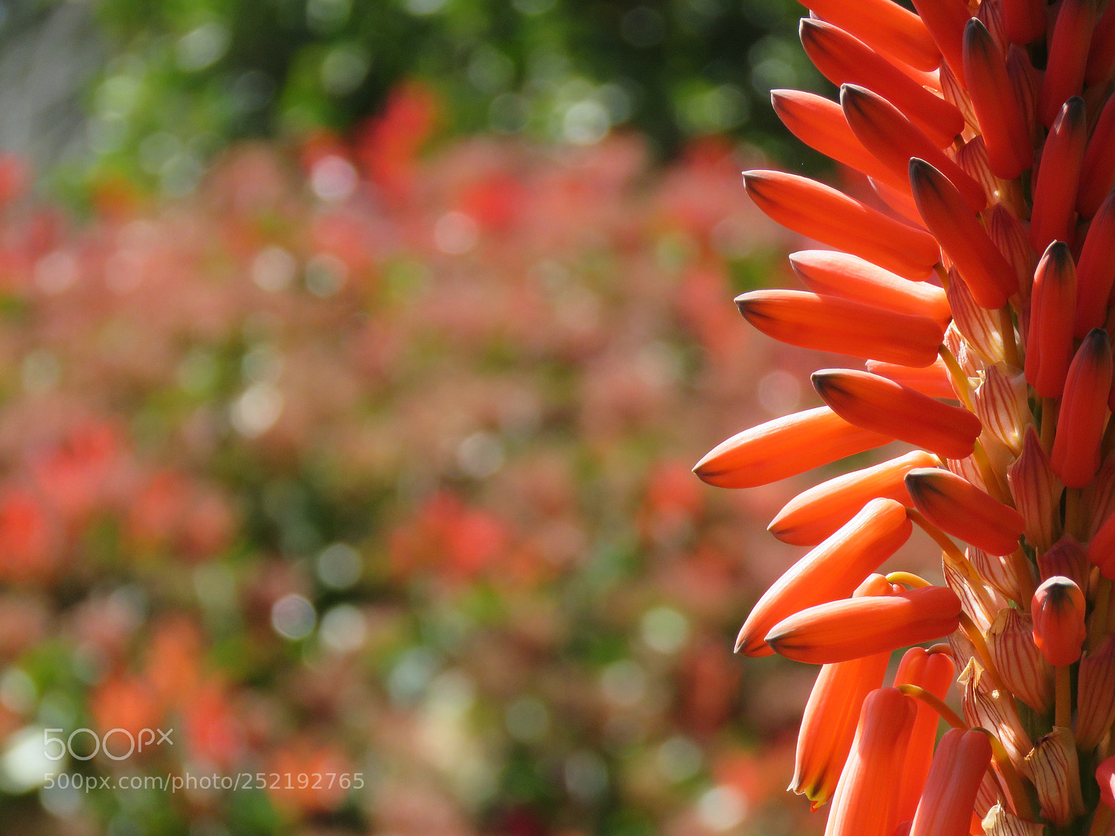 Canon PowerShot SX60 HS sample photo. Life in red photography